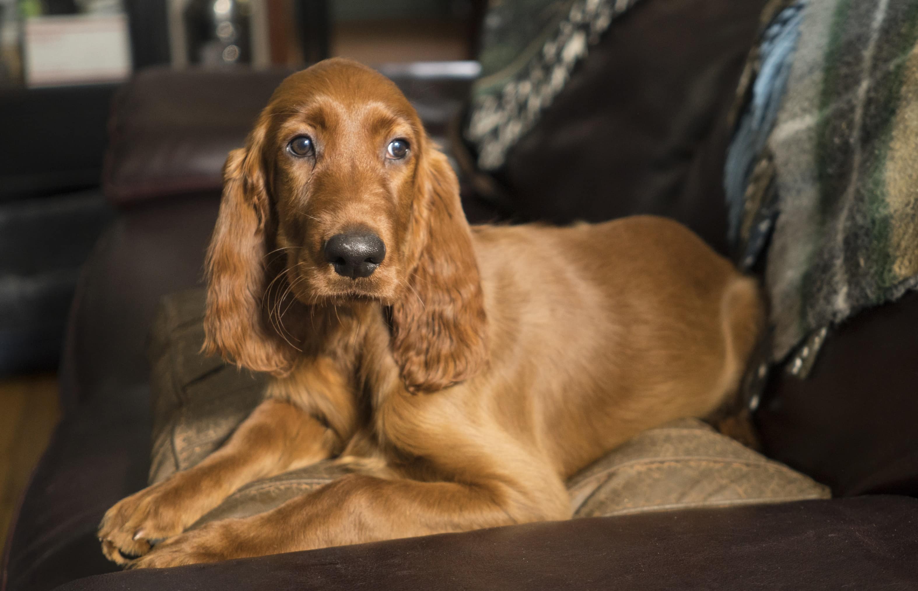 excessive dog shedding: everything you need to know