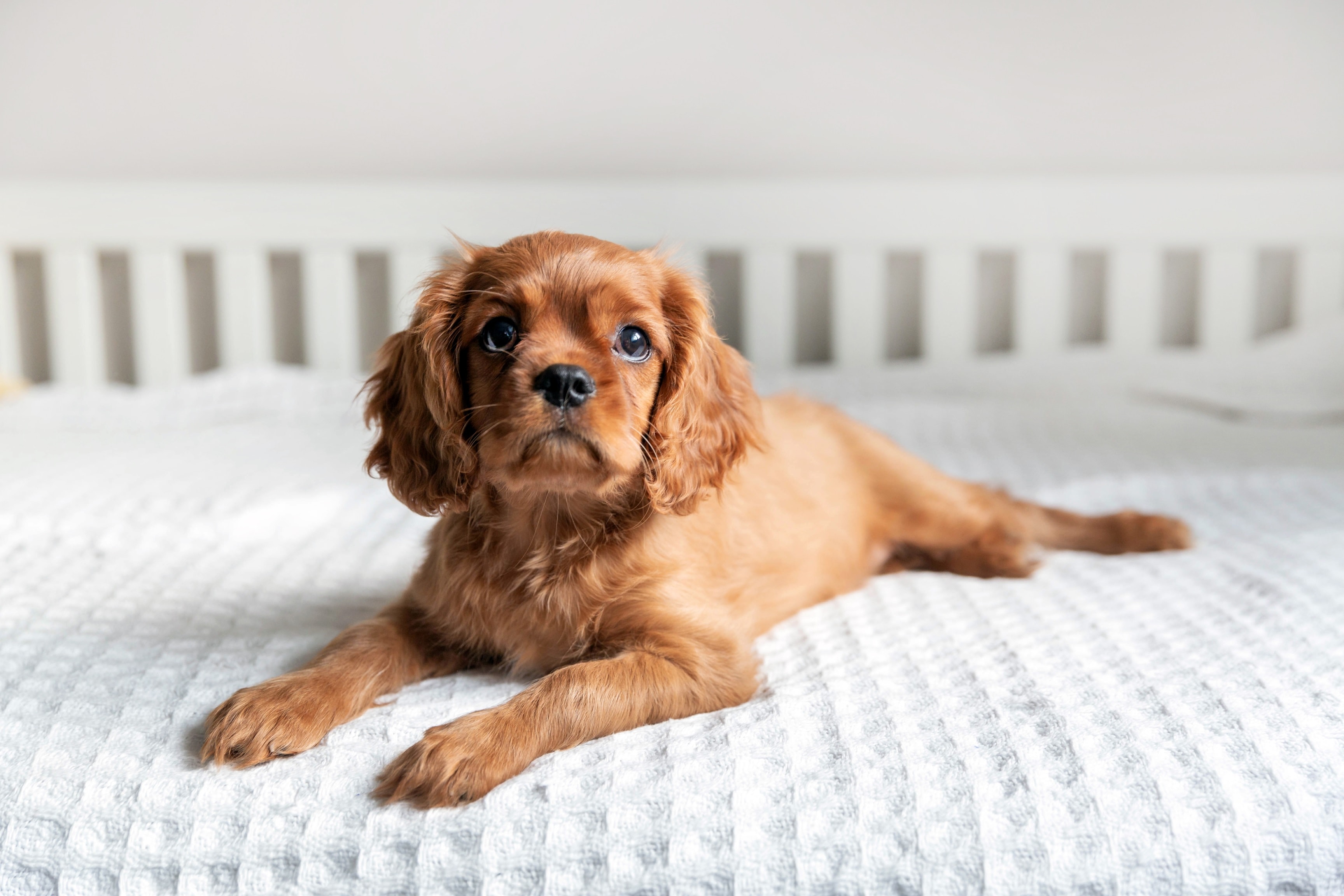 How To Get Dog Hair From Clothes Without A Lint Roller ...