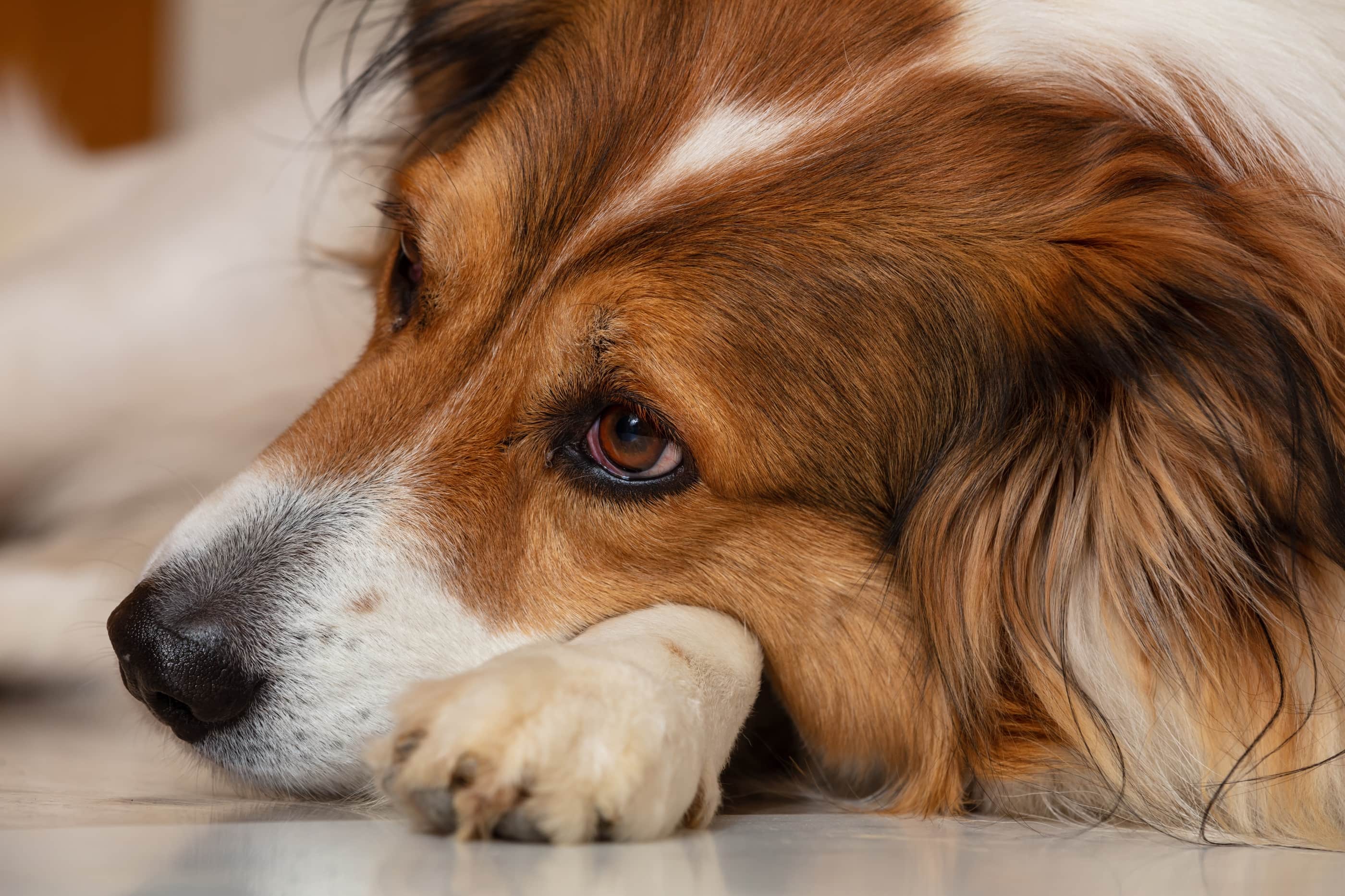 Inner Ear Infection (Otitis Interna) In Dogs: Everything ...