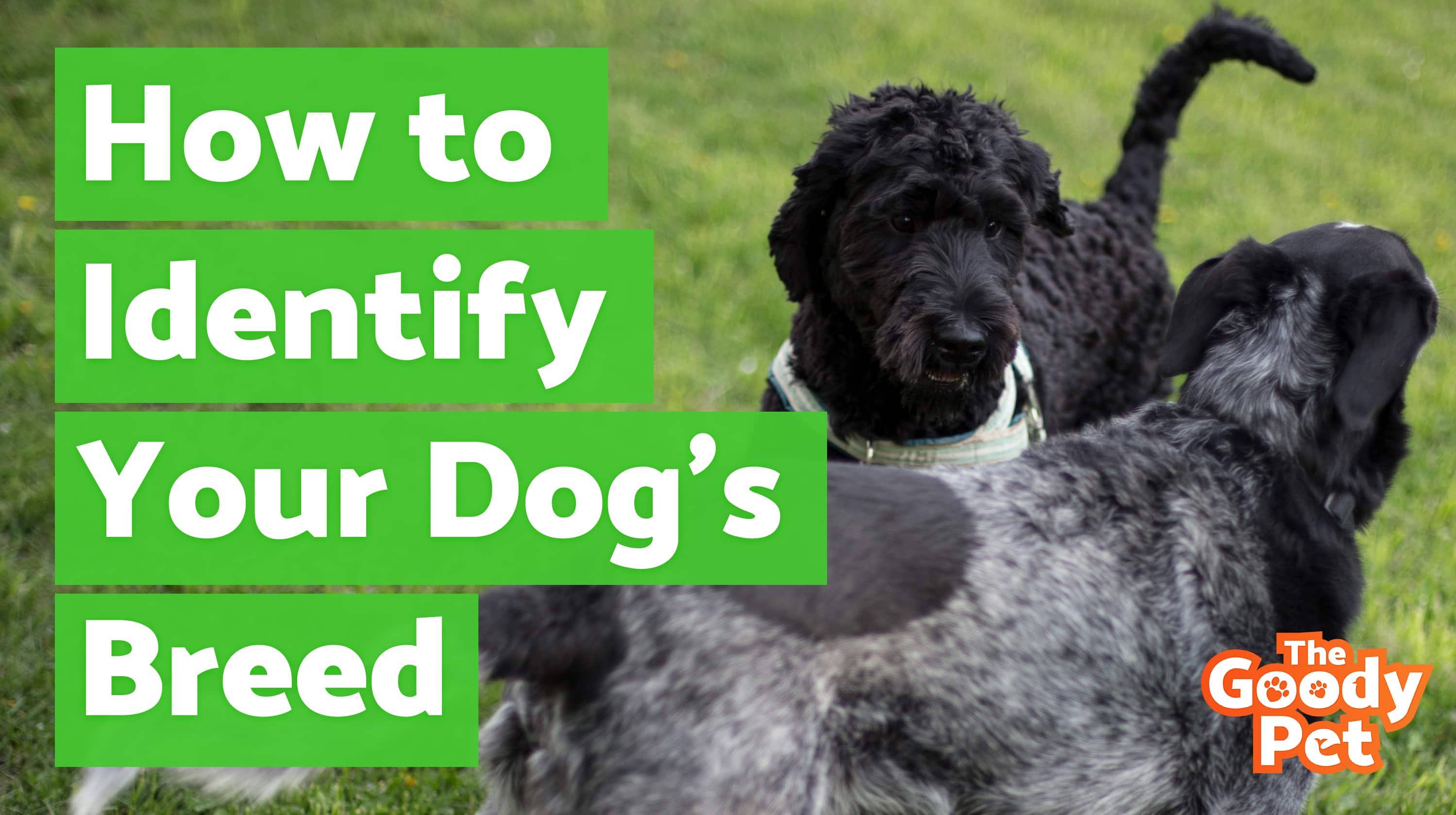 how to figure out your dog's breed