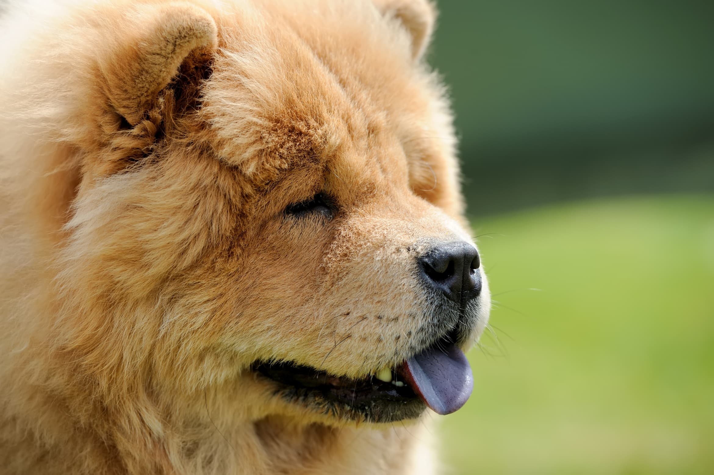 7 Worst Shedding Dog Breeds of All Time TheGoodyPet