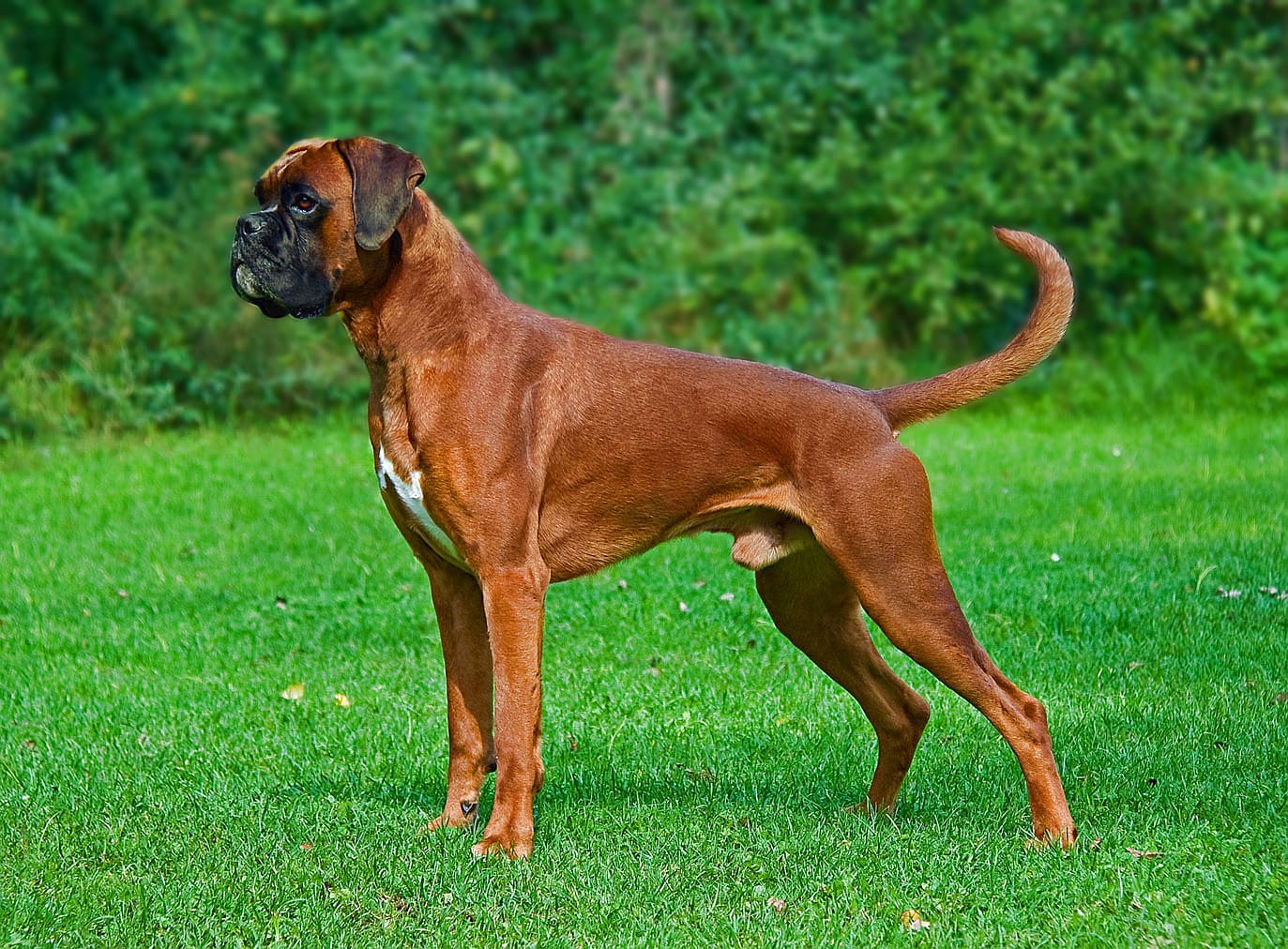 Our Top 23 Best Dog Breeds For Kids by The Goody Pet