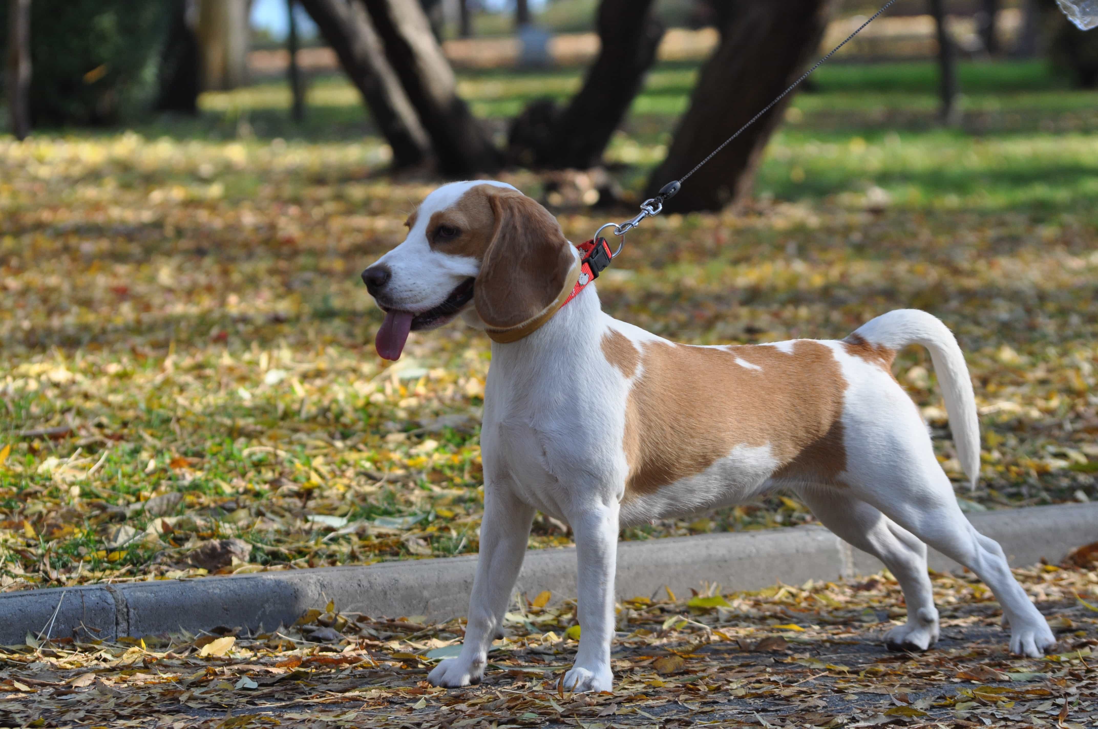 Top 23 Best Dog Breeds For Kids (Family Friendly!) TheGoodyPet