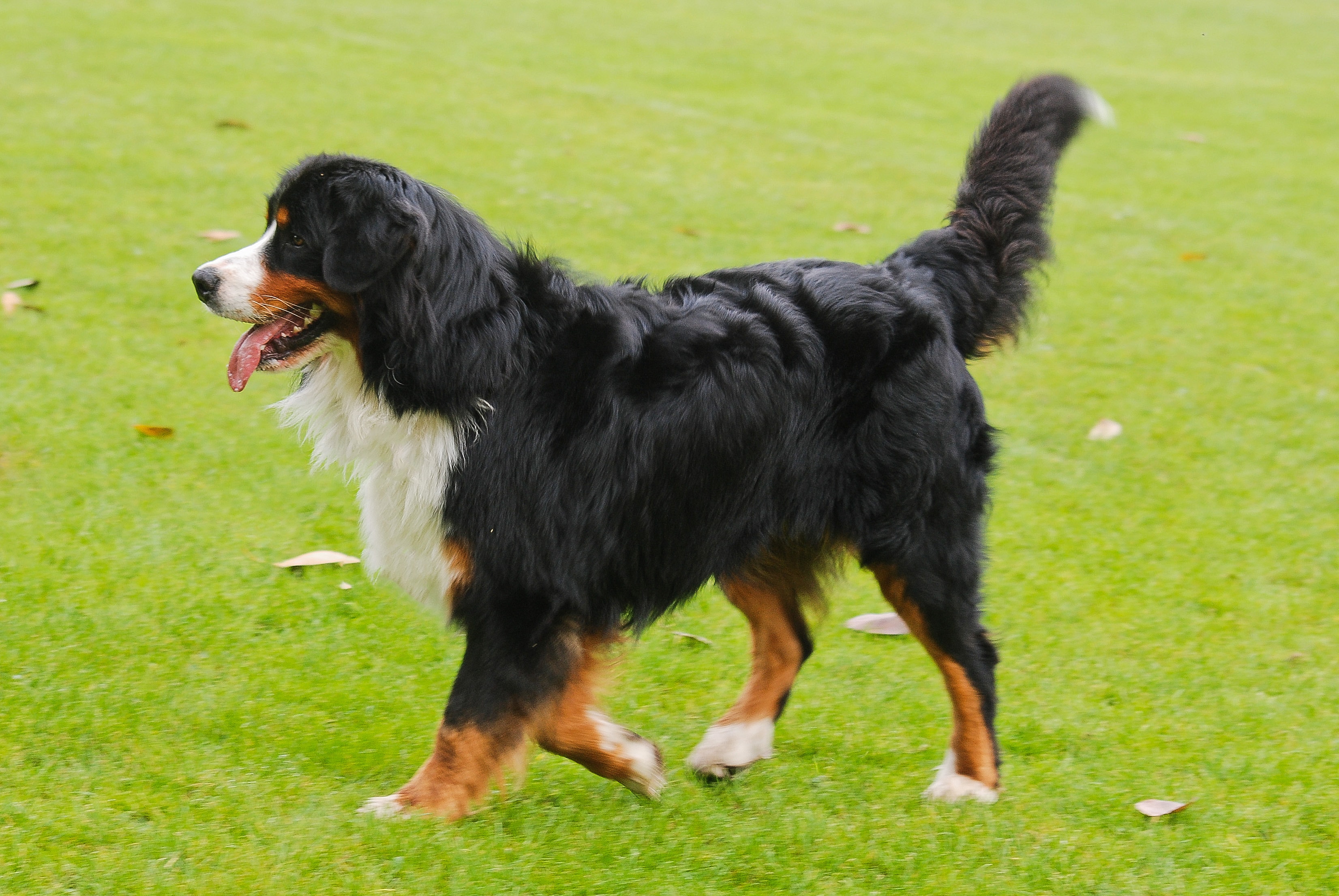 Our Top 23 Best Dog Breeds For Kids by The Goody Pet