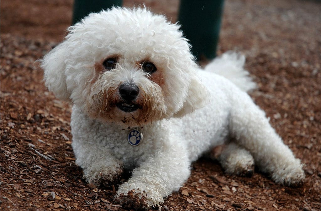 Our Top 23 Best Dog Breeds For Kids by The Goody Pet