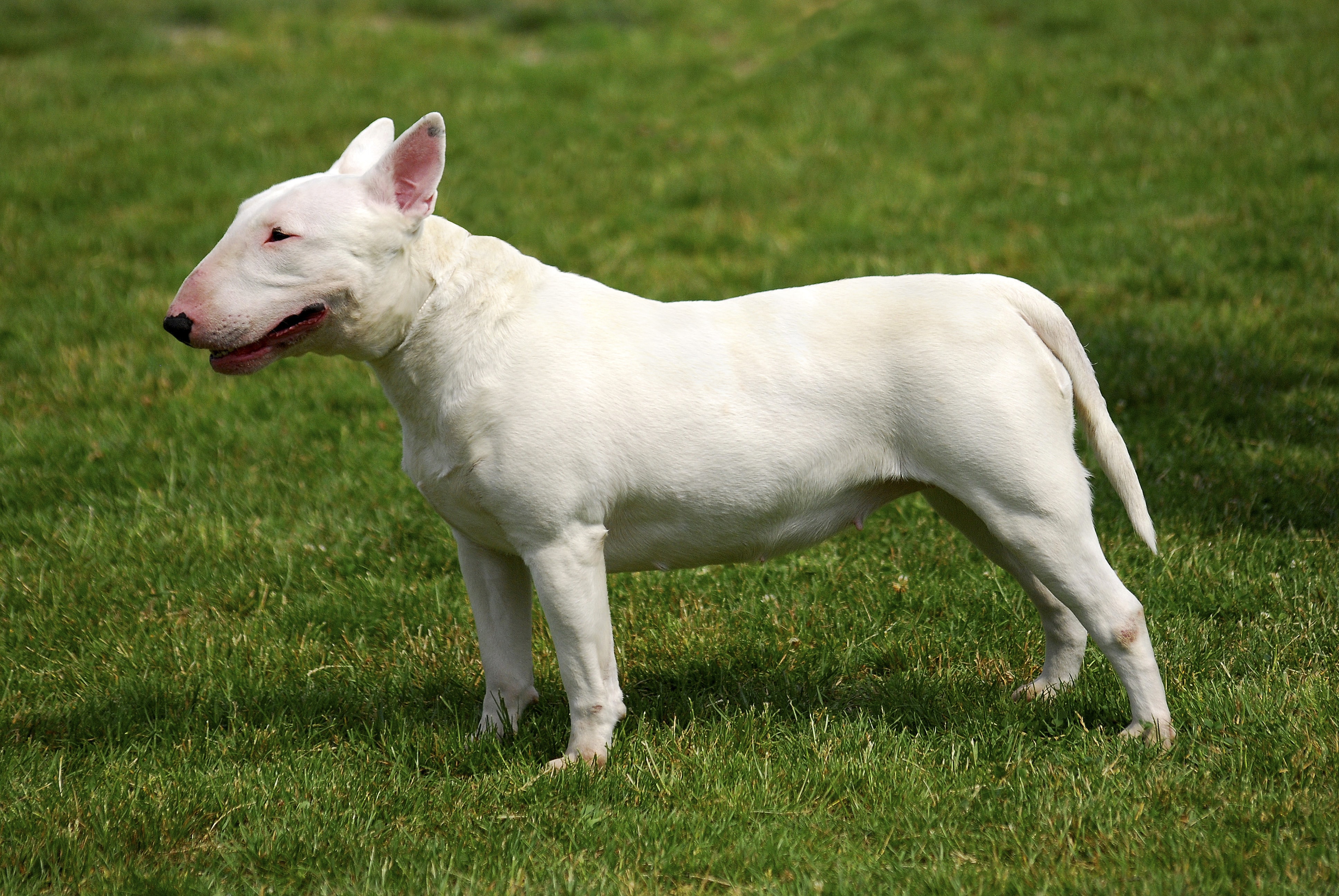 Our Top 23 Best Dog Breeds For Kids by The Goody Pet
