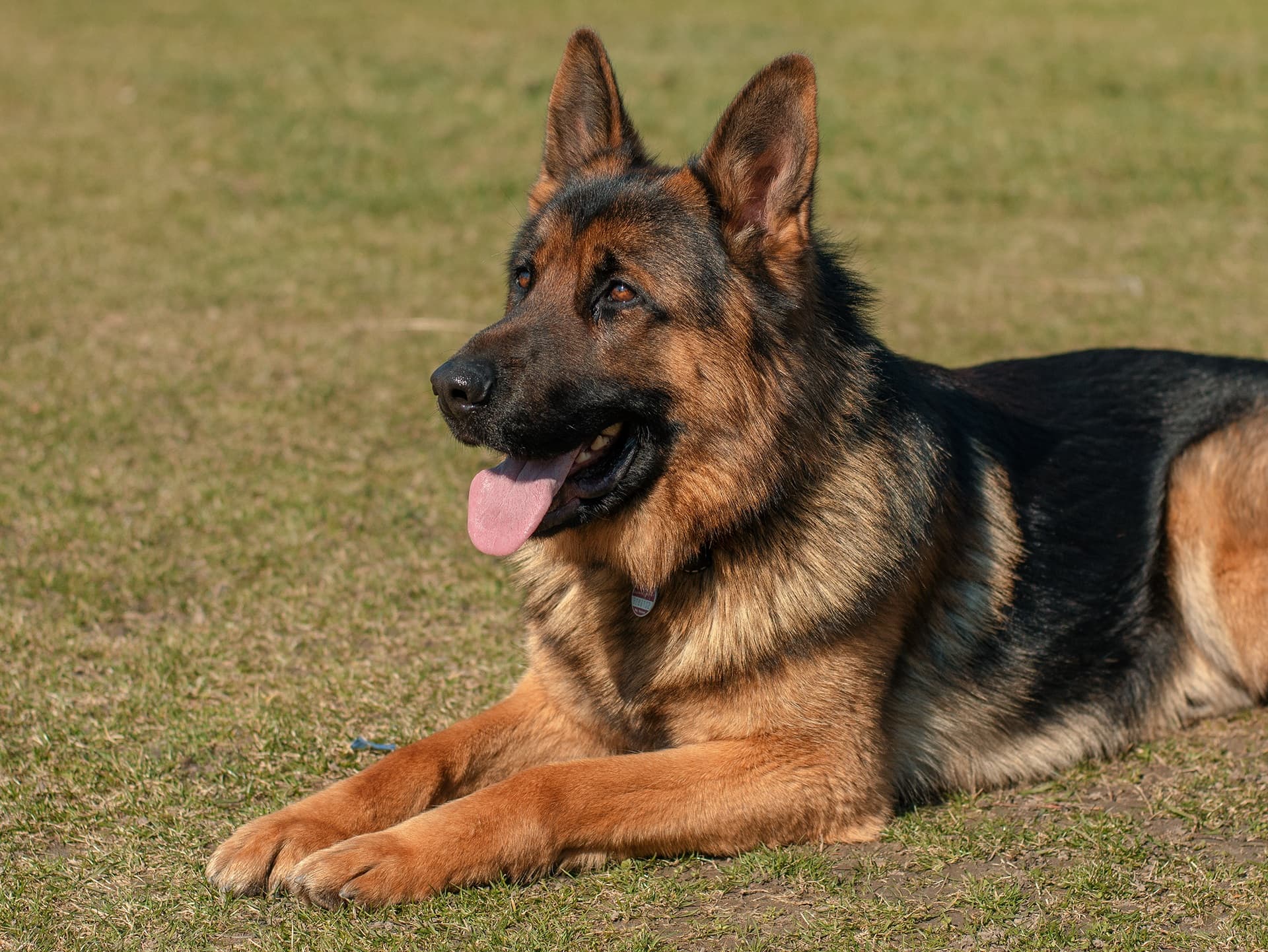 Our Top 23 Best Dog Breeds For Kids by The Goody Pet