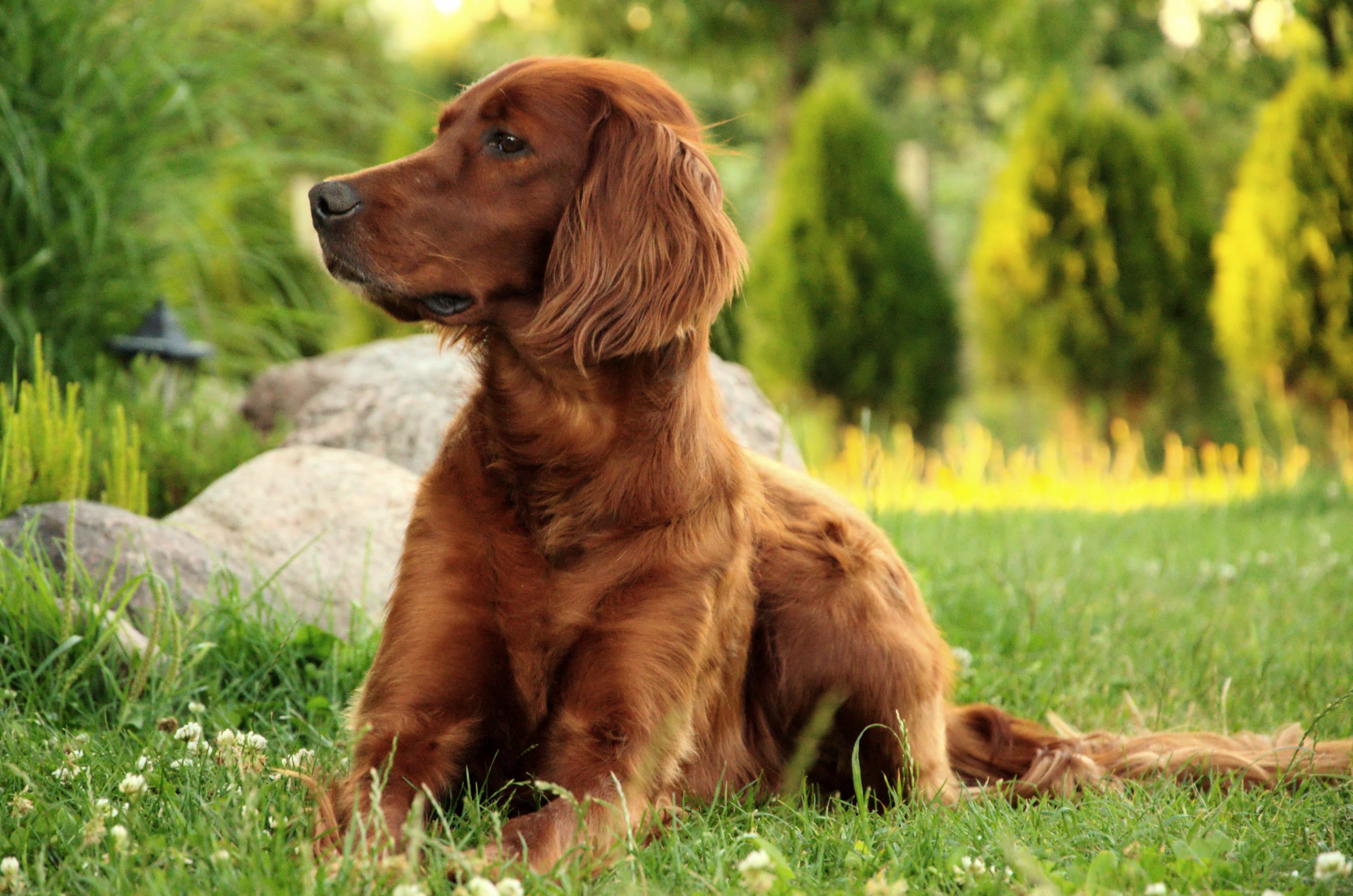 Our Top 23 Best Dog Breeds For Kids by The Goody Pet