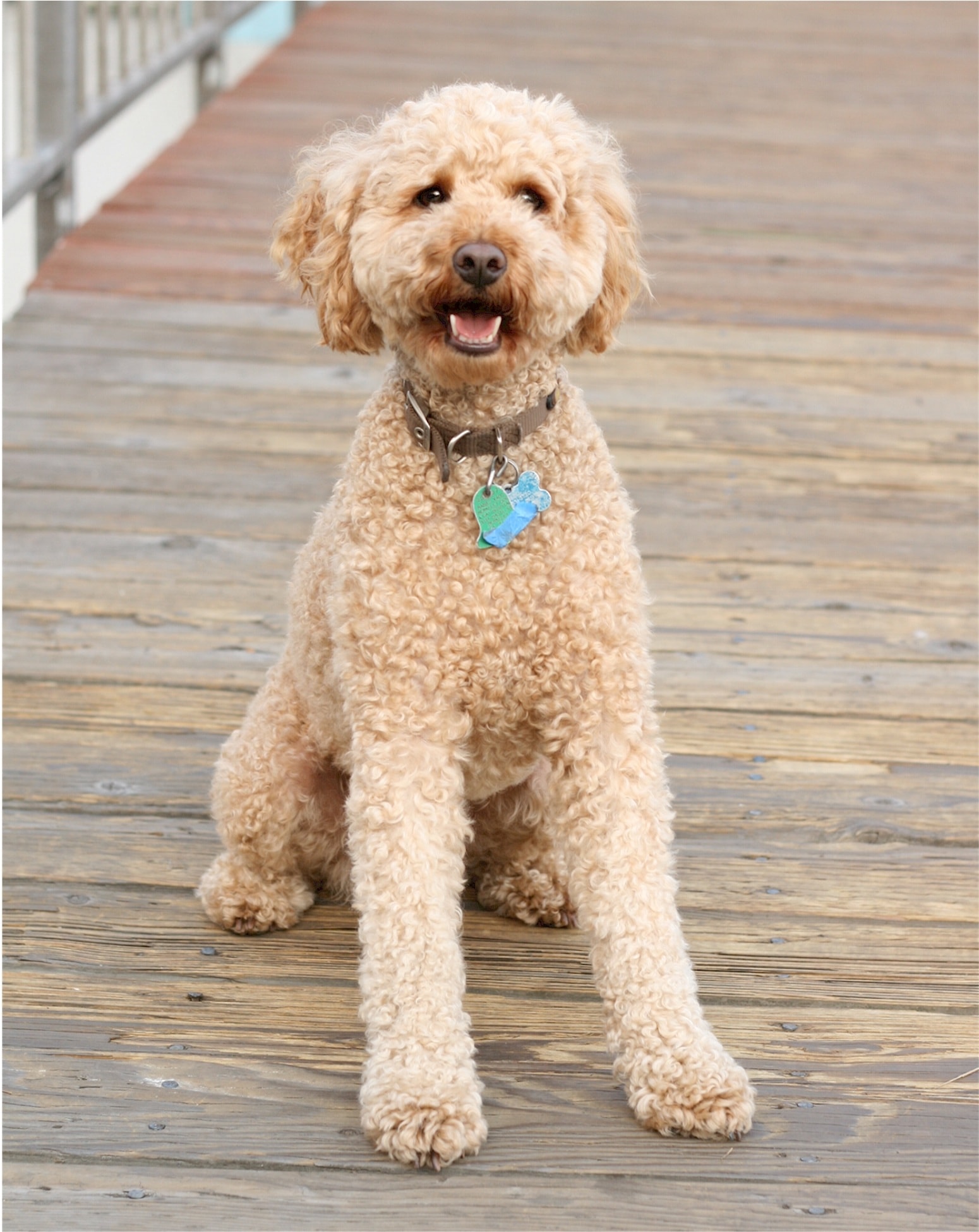 Our Top 23 Best Dog Breeds For Kids by The Goody Pet