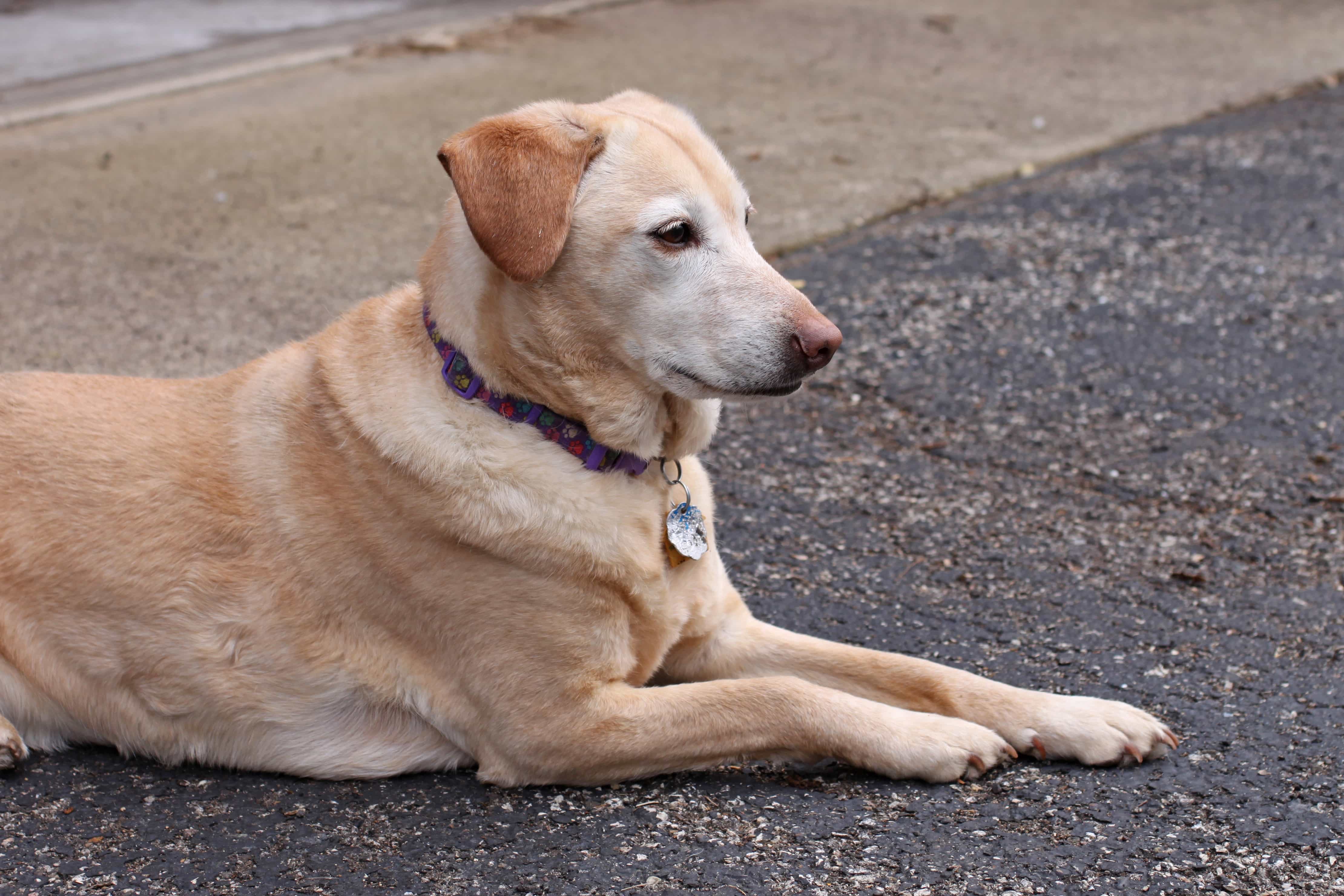 Labrador retriever dog kids breeds pet golden breed puppy dogs friendly animal family mammal rescue terrier hybrid yellow canine vertebrate