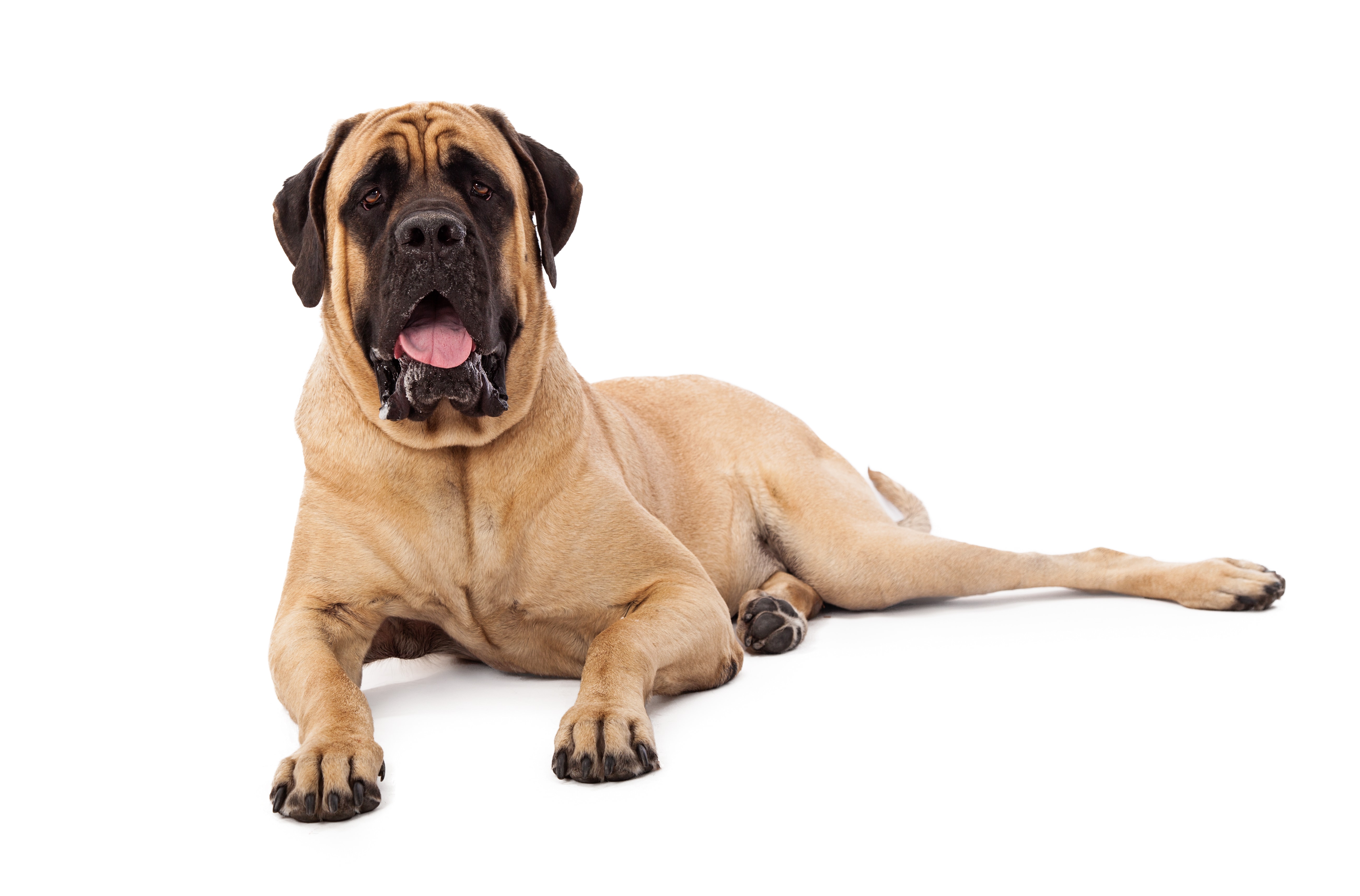 Our Top 23 Best Dog Breeds For Kids by The Goody Pet