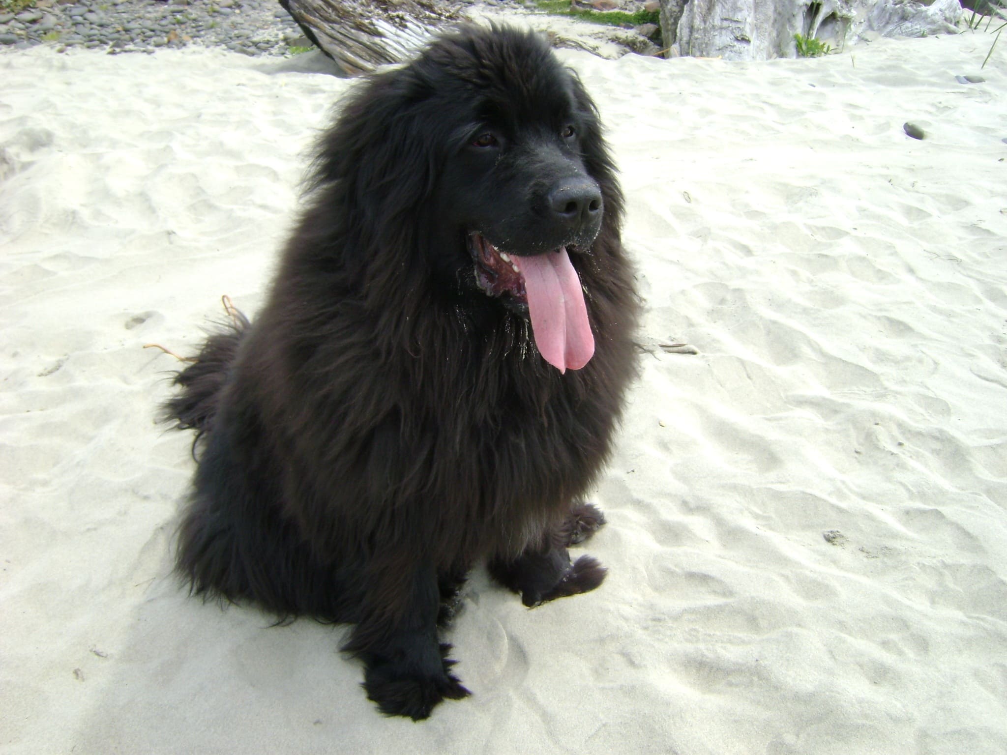 Our Top 23 Best Dog Breeds For Kids by The Goody Pet