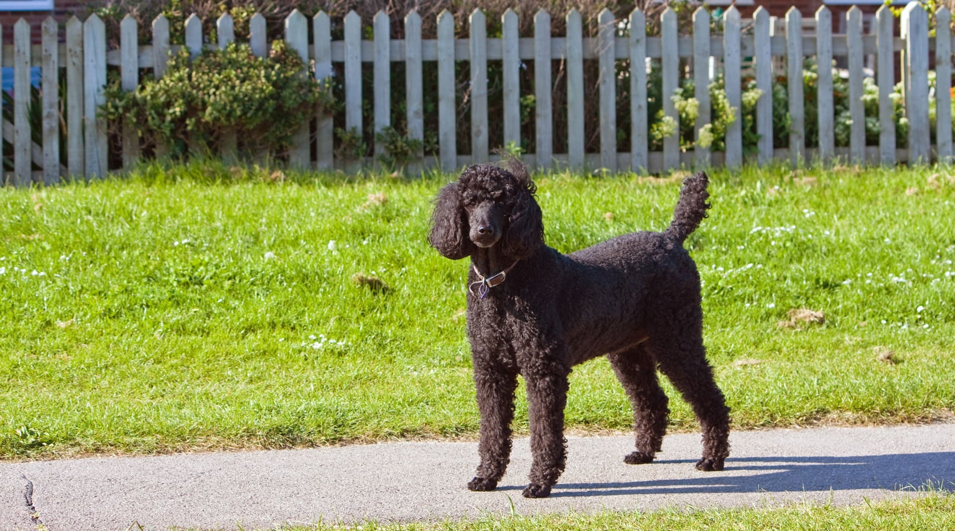 Our Top 23 Best Dog Breeds For Kids by The Goody Pet