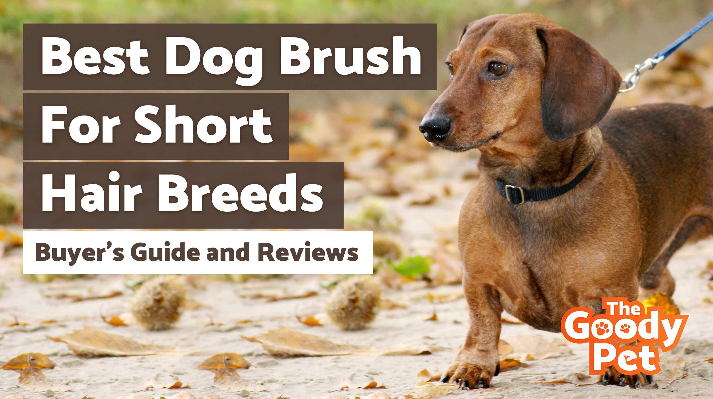 6 Best Brushes For Dogs With Short Hair February 2020 Thegoodypet