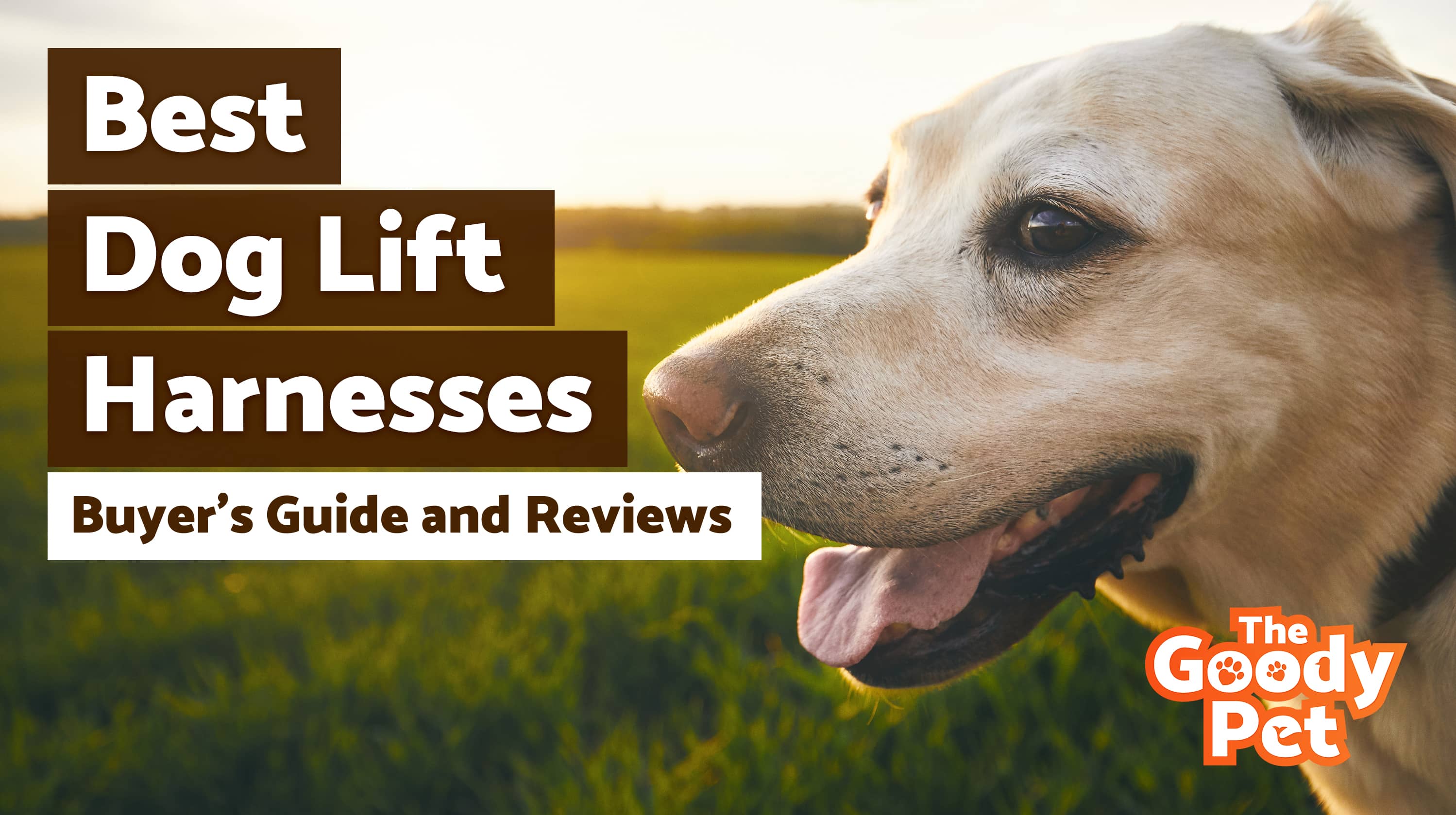 7 Best Dog Lift Harness (December 2019) TheGoodyPet