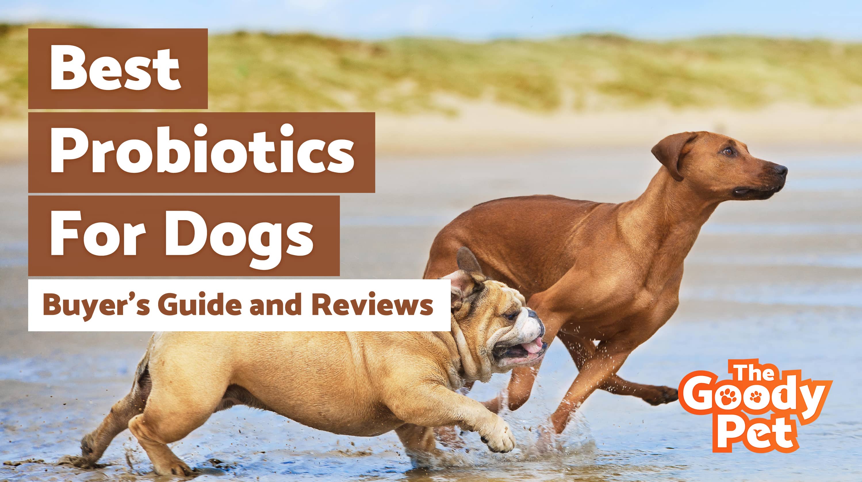 Best Dog Probiotics For Your Furry Friend – Our 2019 Reviews & Top Picks