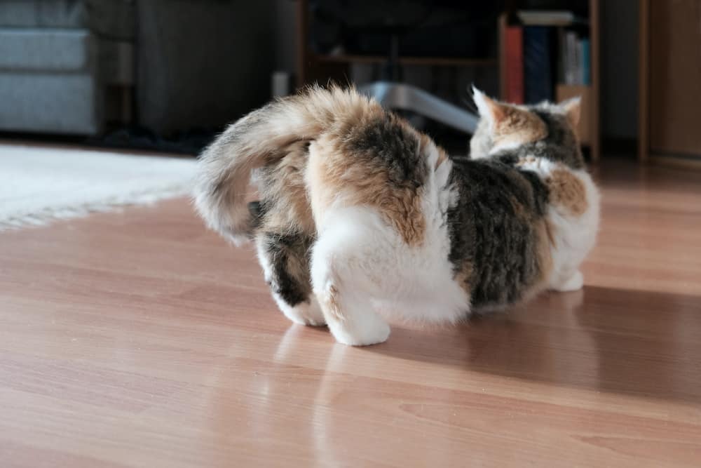 Feline Estrus