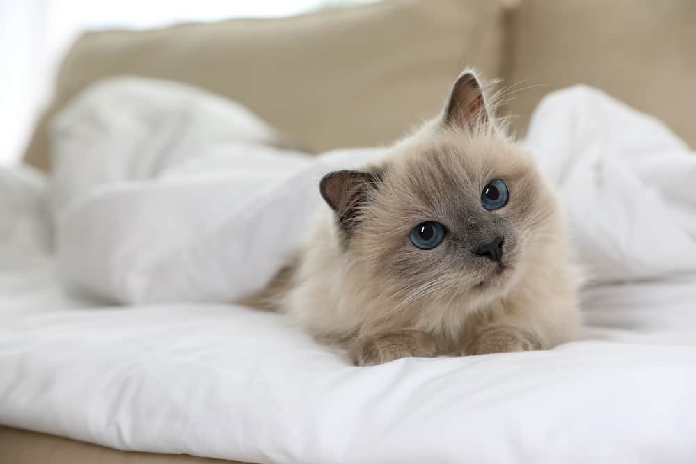 Feline Estrus