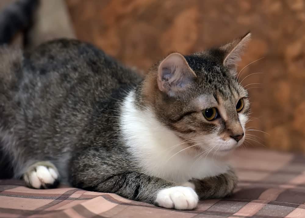 Feline Estrus