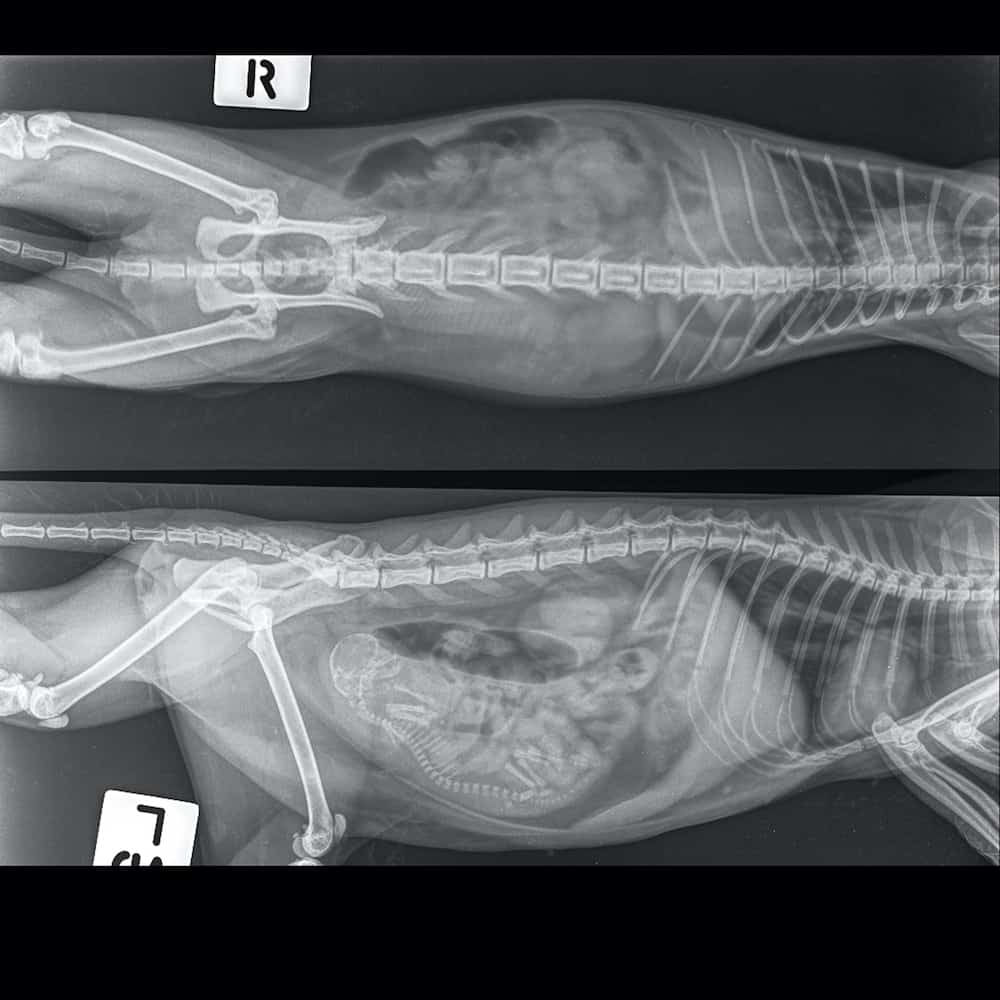 Pregnancy Cycle Of A Cat