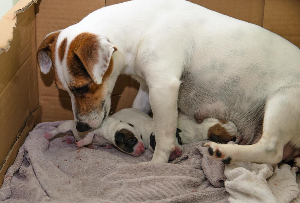 Dog Pregnancy Calculator 2025 Canine Gestation Calendar — The Goody Pet