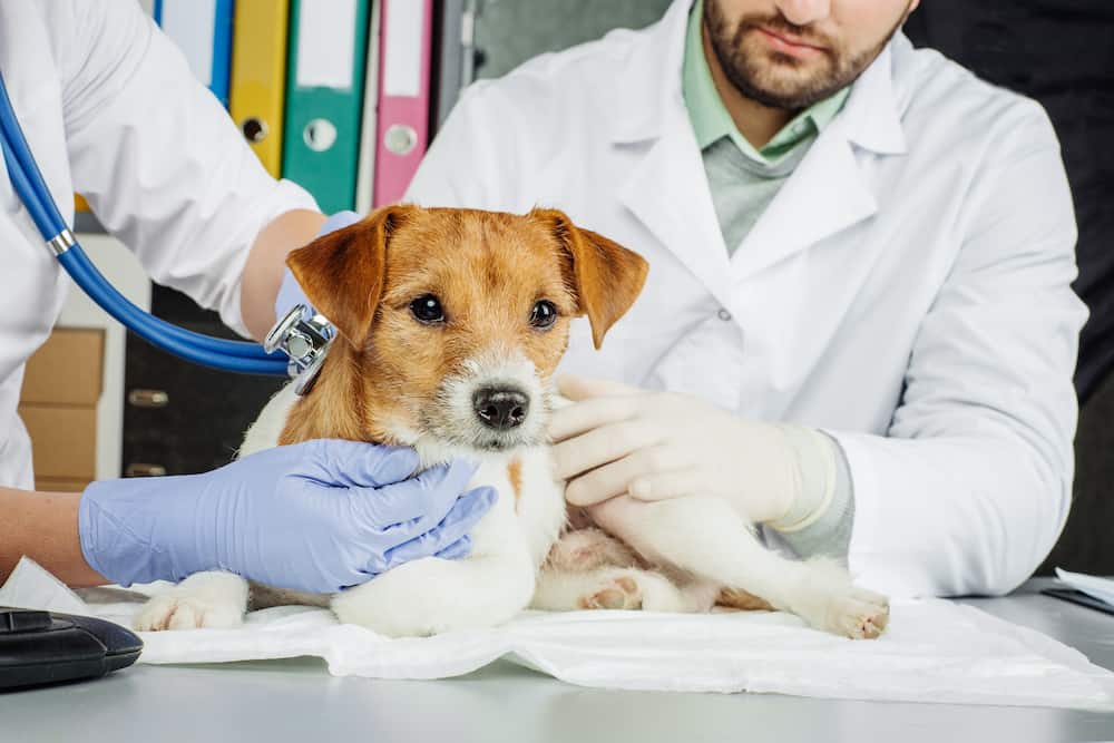 Local Veterinarian Pet Hospitals