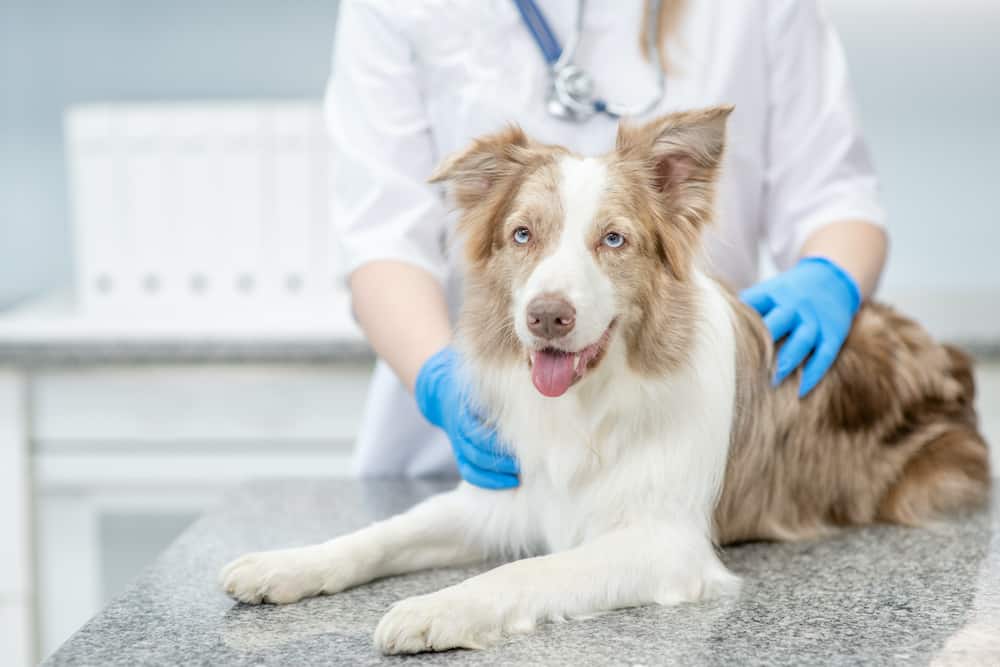Our Stringent Requirements for Emergency Vets Our Stringent Requirements for Emergency Vets