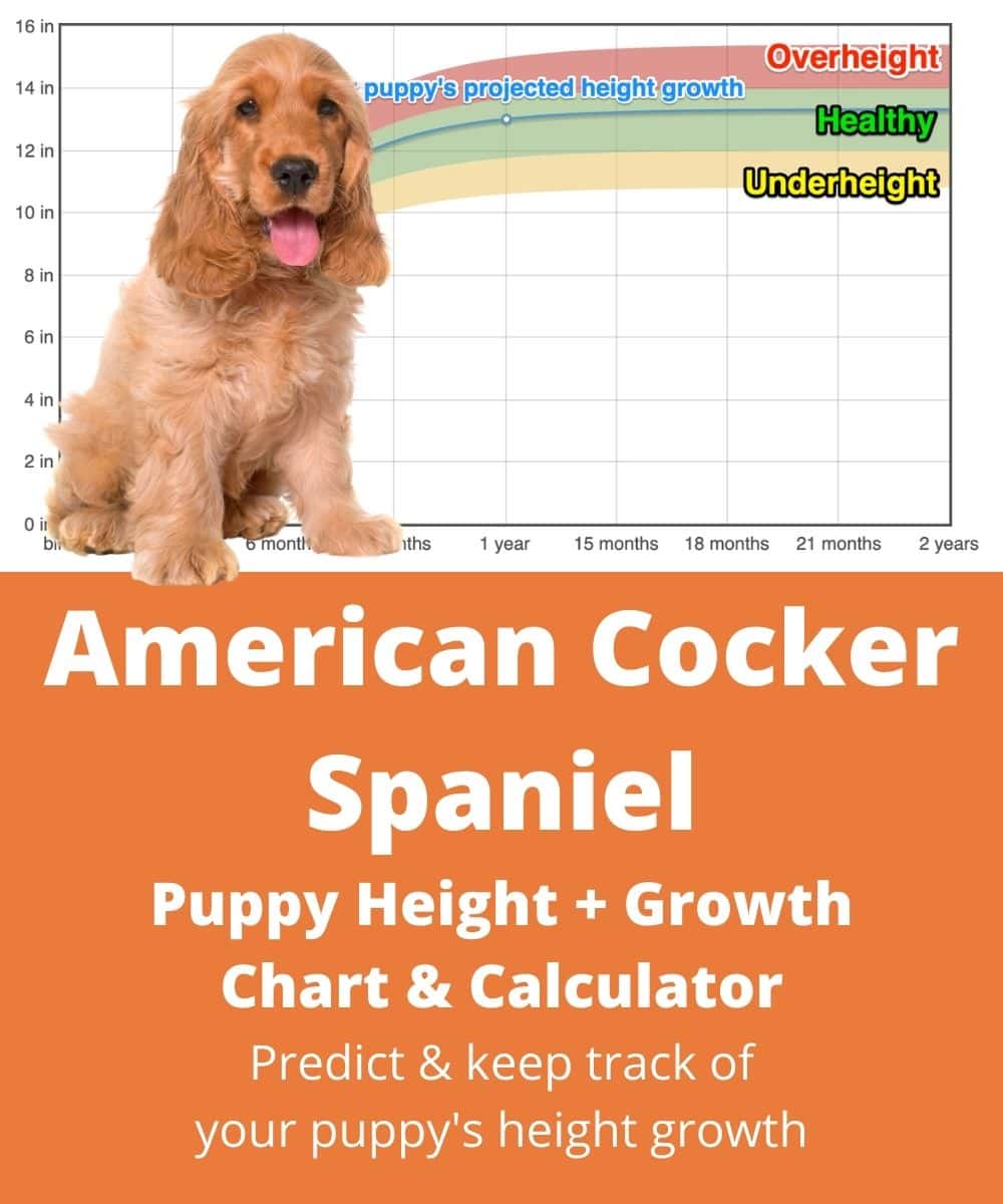 Spaniel Growth Chart