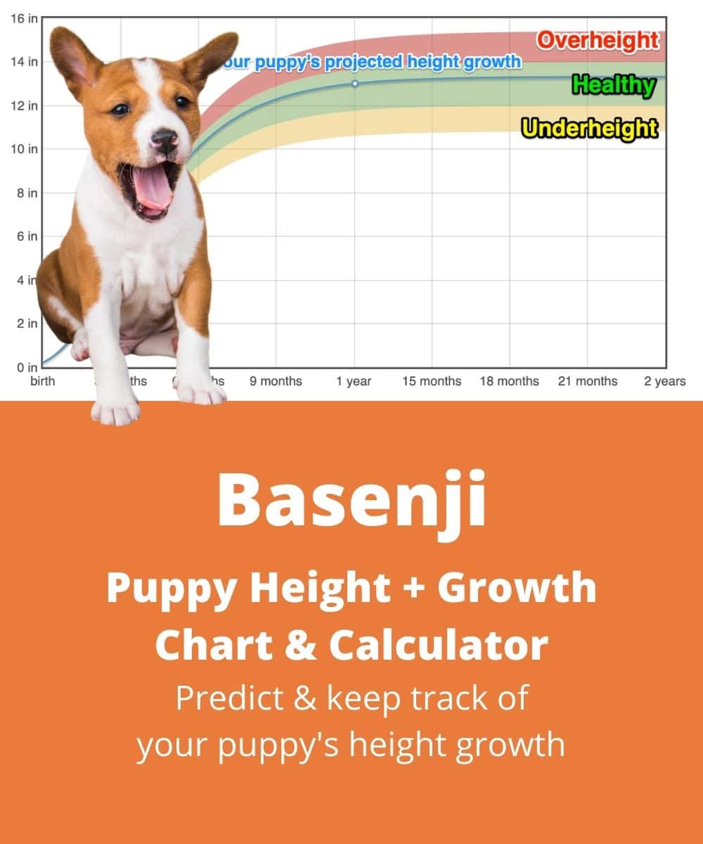 basenji Puppy height Growth Chart basenji Puppy height Growth Chart