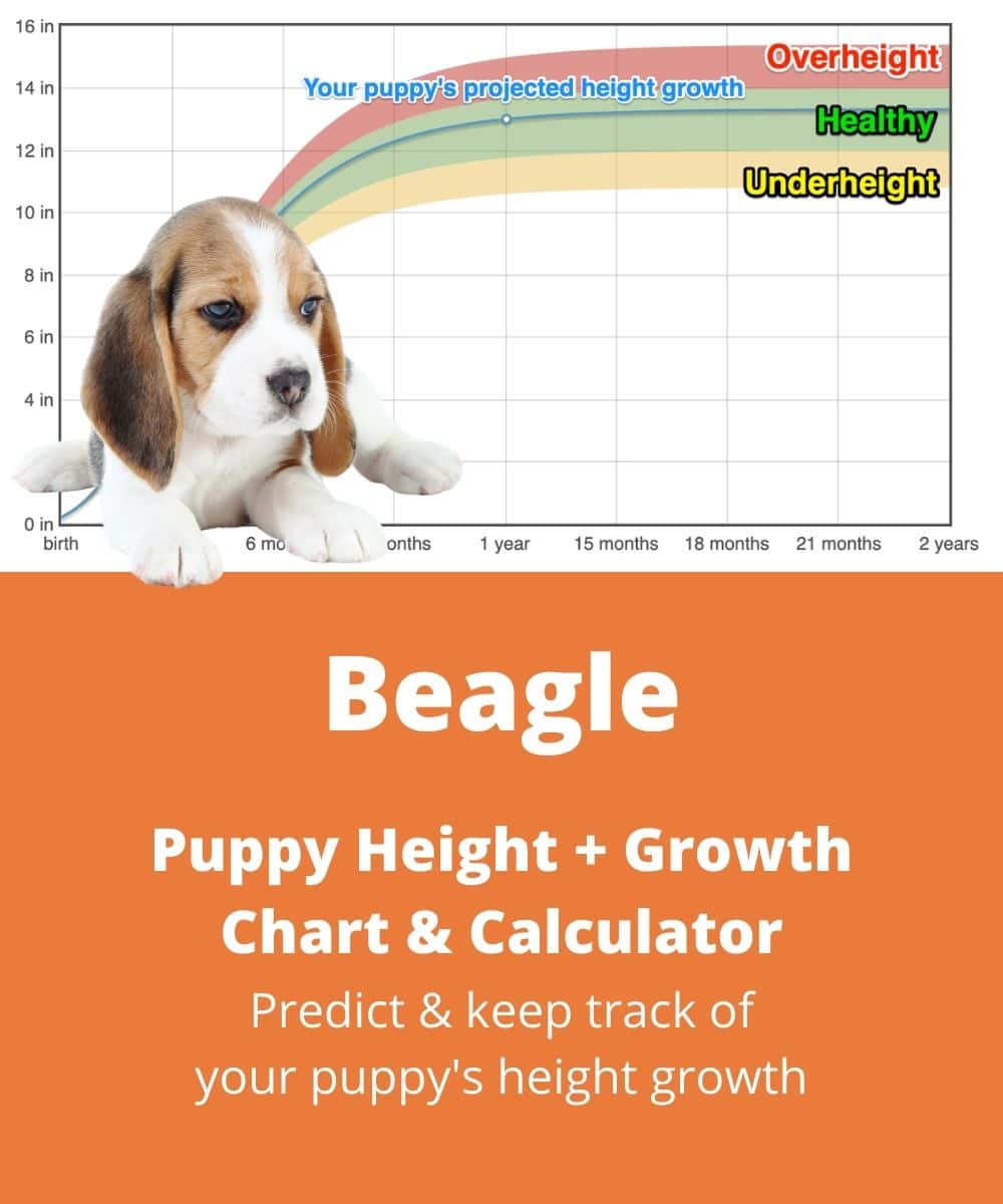 beagle Puppy height Growth Chart