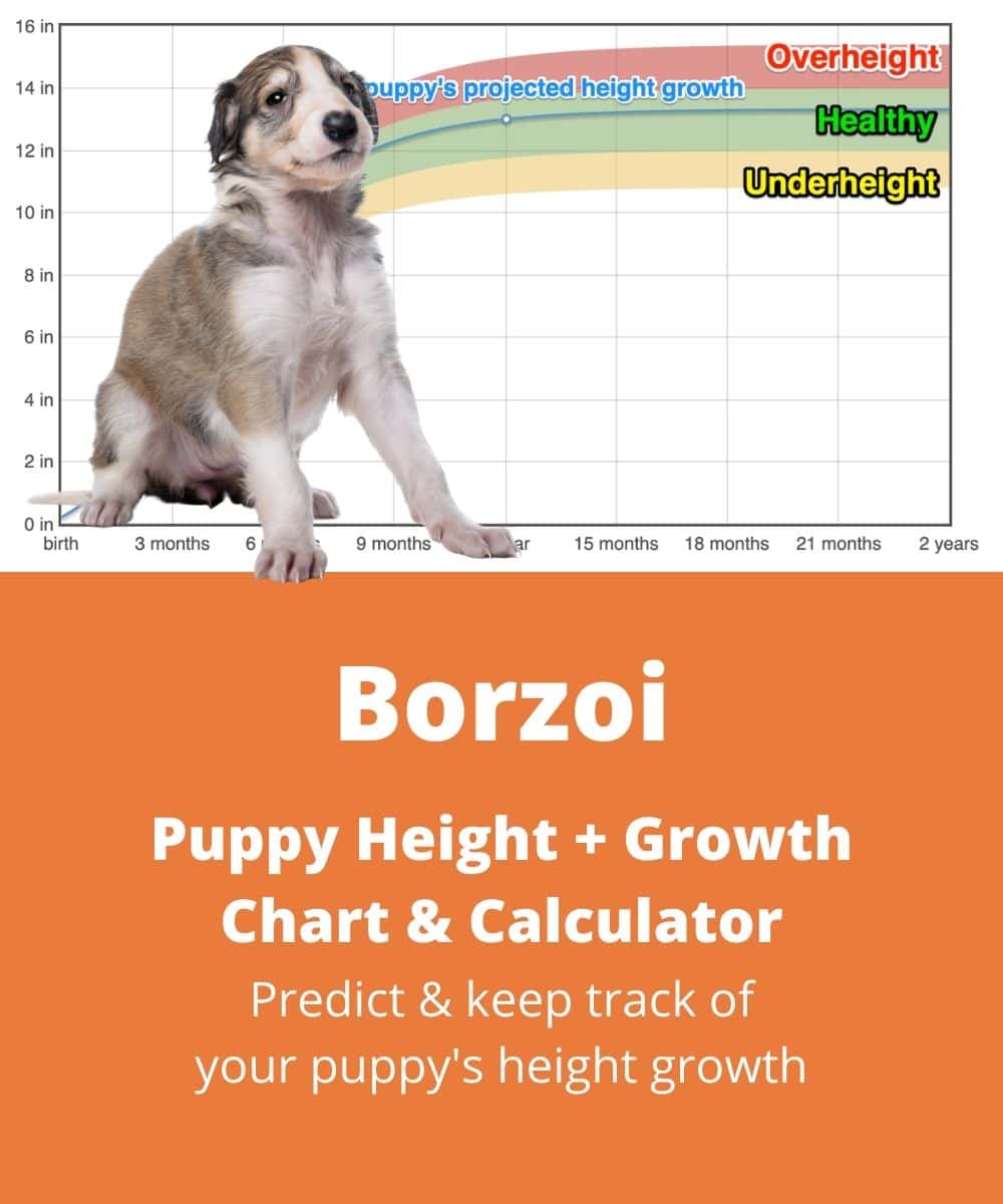borzoi Puppy height Growth Chart borzoi Puppy height Growth Chart