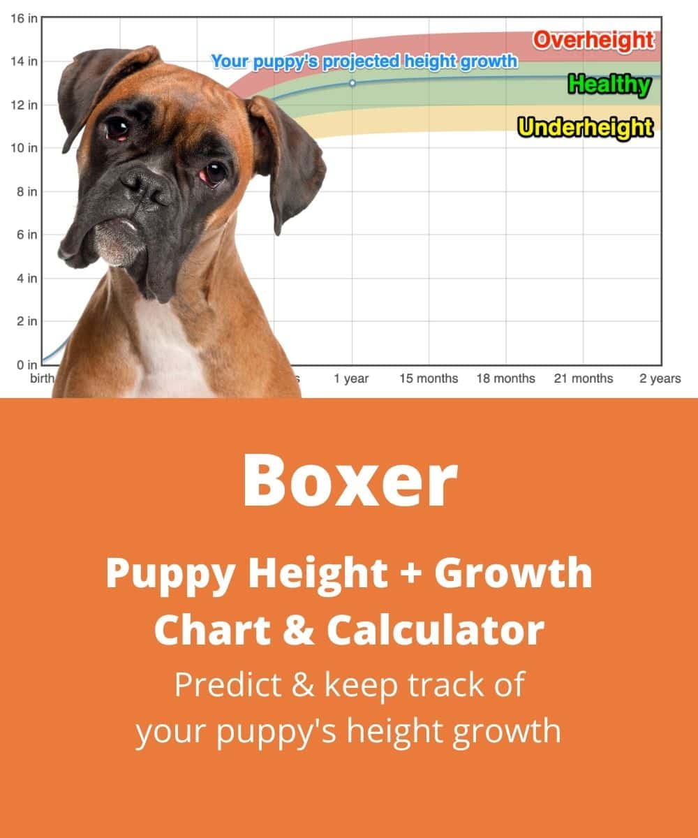 boxer Puppy height Growth Chart boxer Puppy height Growth Chart