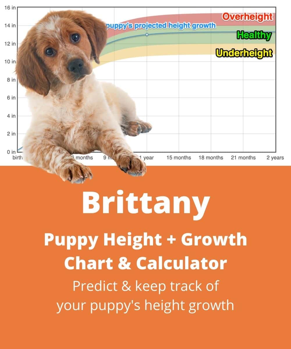 brittany Puppy height Growth Chart