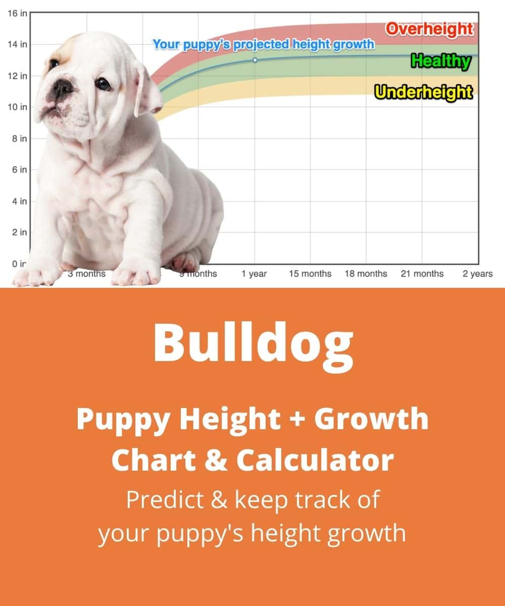 bulldog Puppy height Growth Chart
