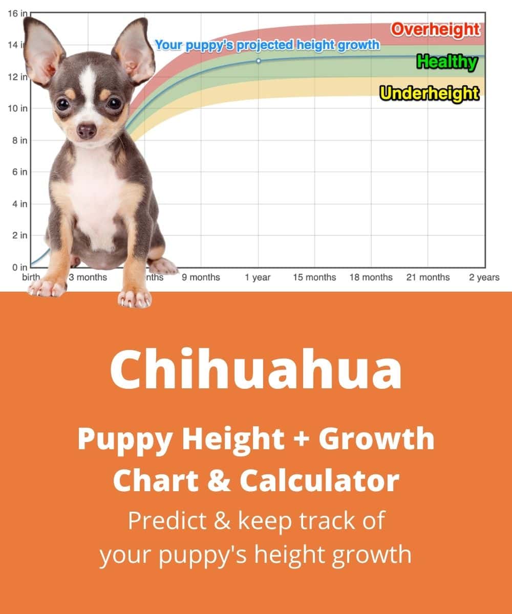 chihuahua Puppy height Growth Chart chihuahua Puppy height Growth Chart