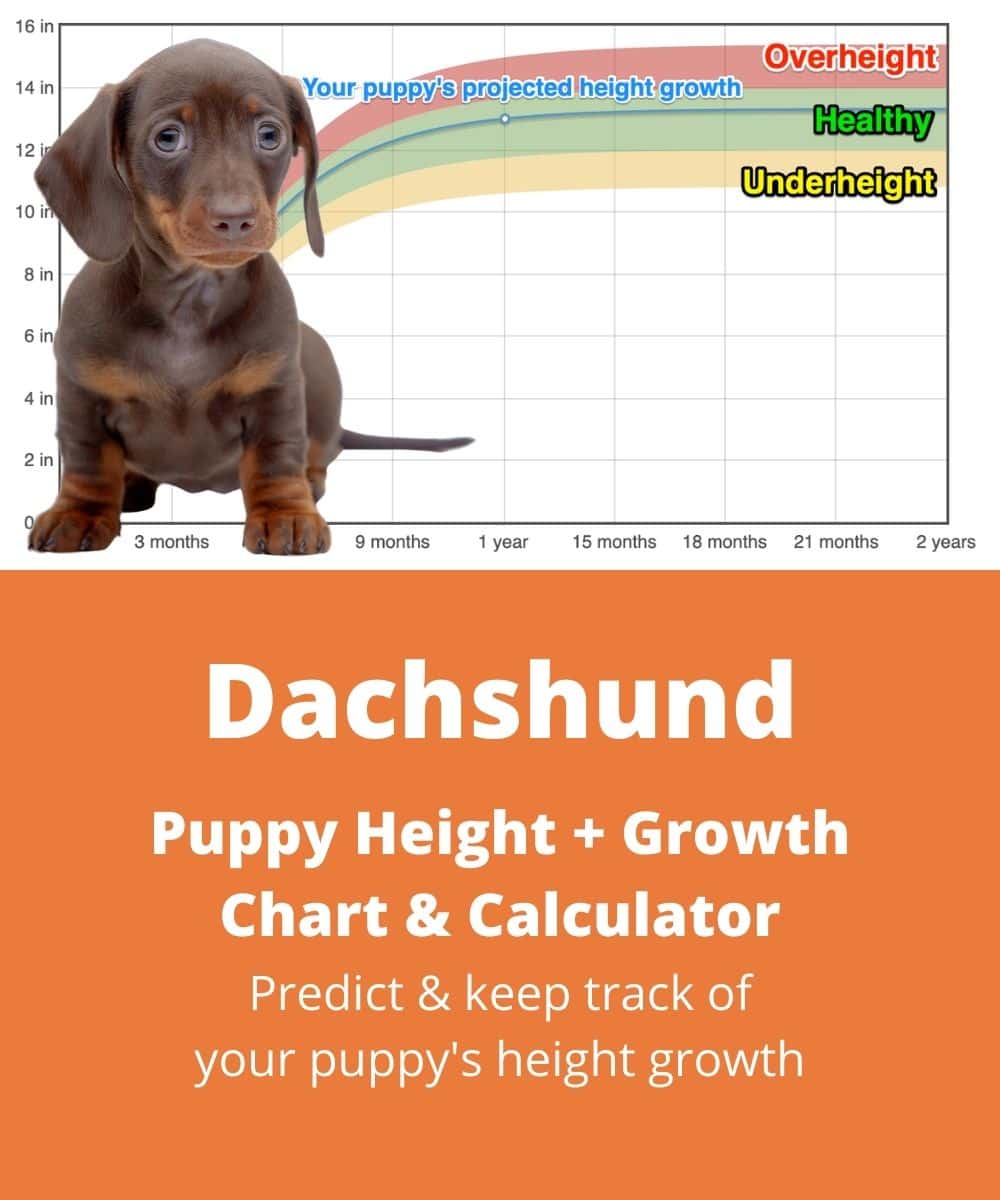 dachshund Puppy height Growth Chart