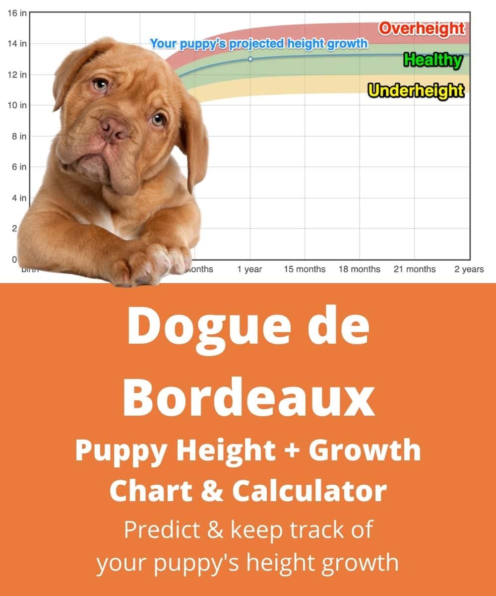 Dogue De Bordeaux Height+Growth Chart - How Tall Will My Dogue De ...