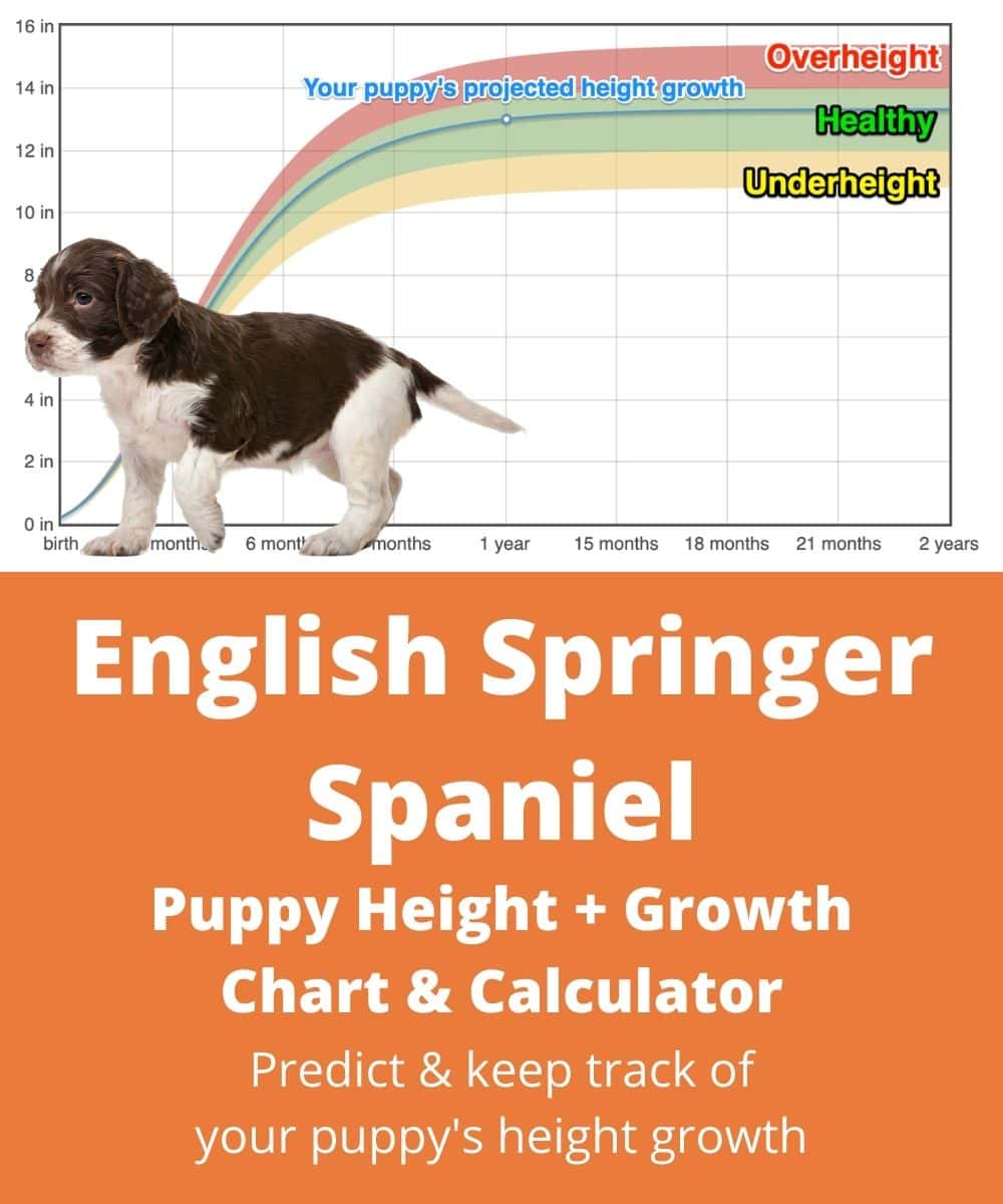 Spaniel Growth Chart