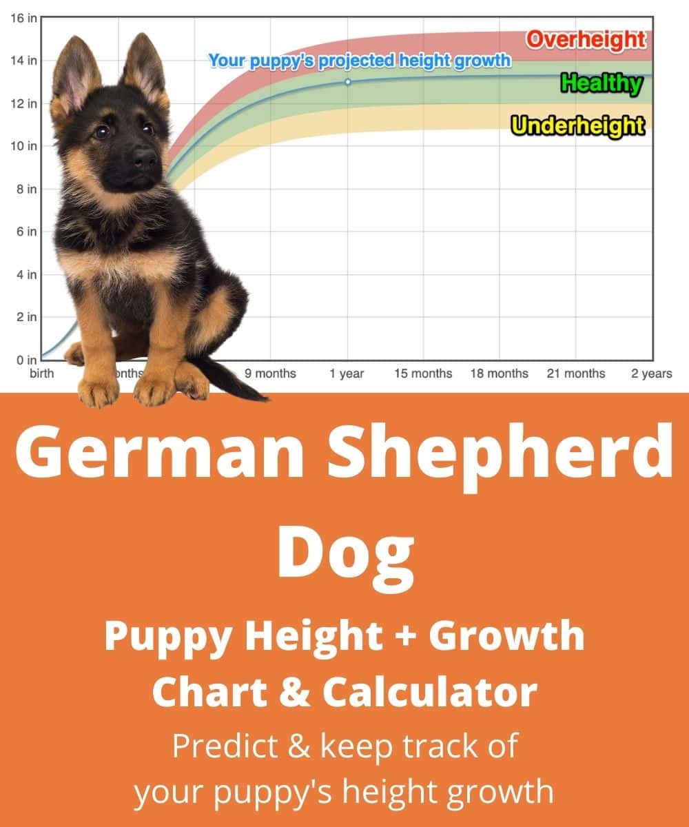 German Shepherd Dog Height+Growth Chart - How Tall Will My German ...