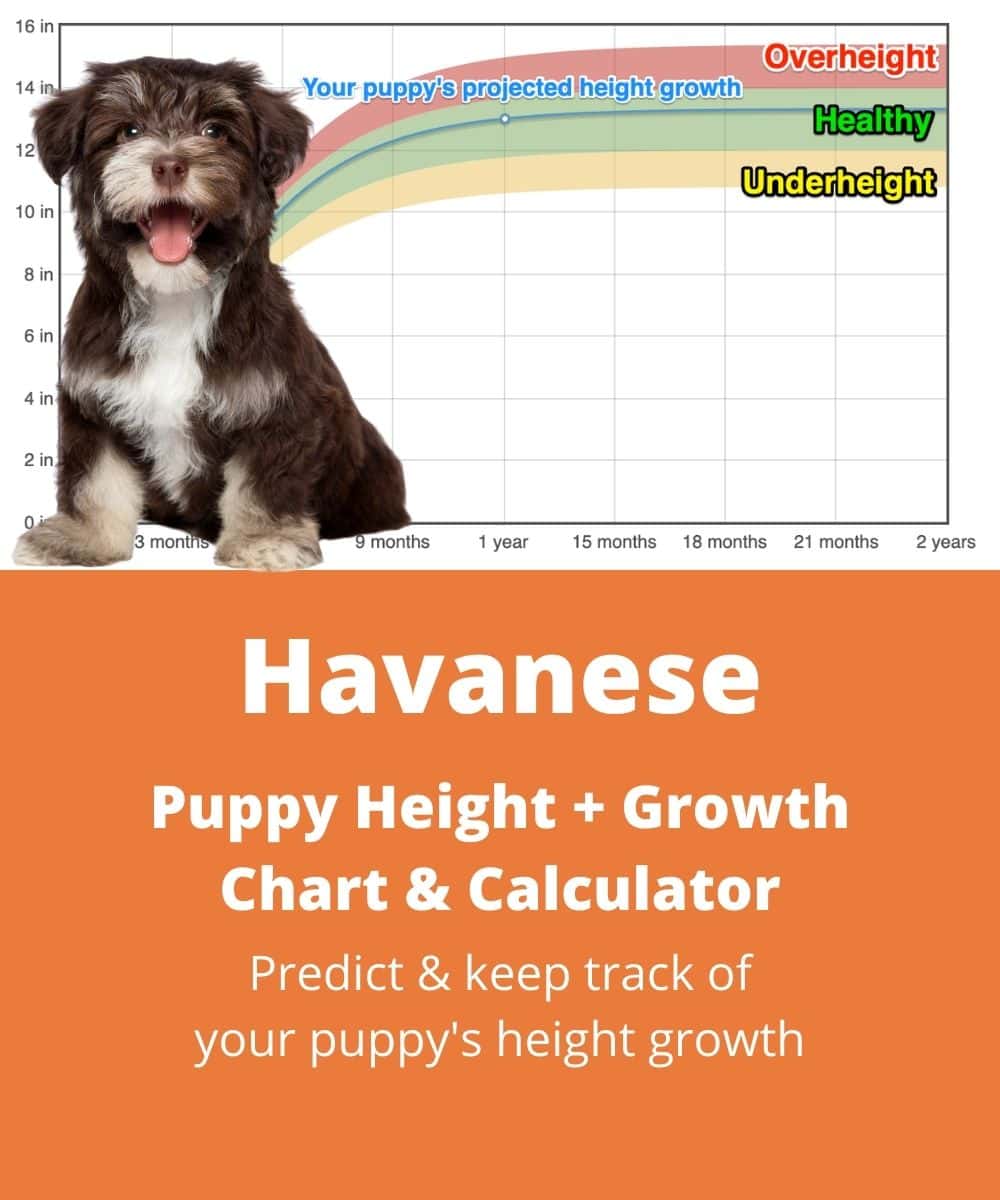 havanese Puppy height Growth Chart havanese Puppy height Growth Chart
