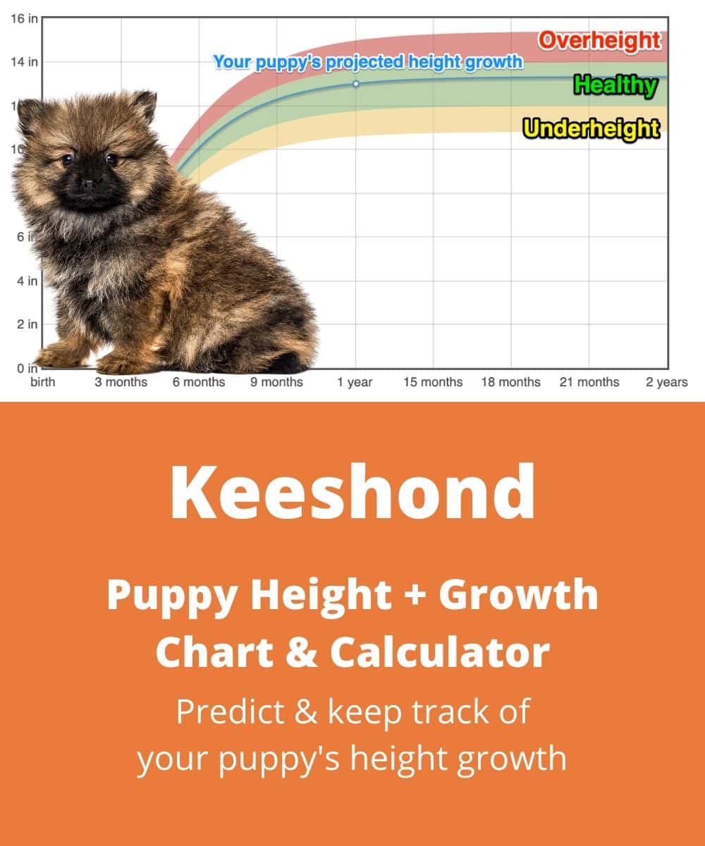 keeshond Puppy height Growth Chart