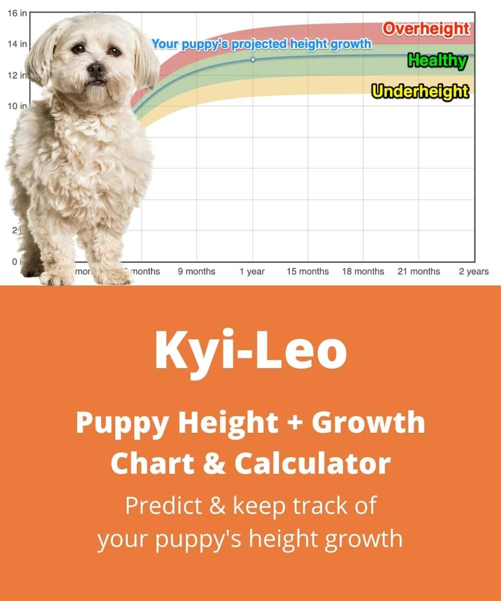 kyi-leo Puppy height Growth Chart kyi-leo Puppy height Growth Chart