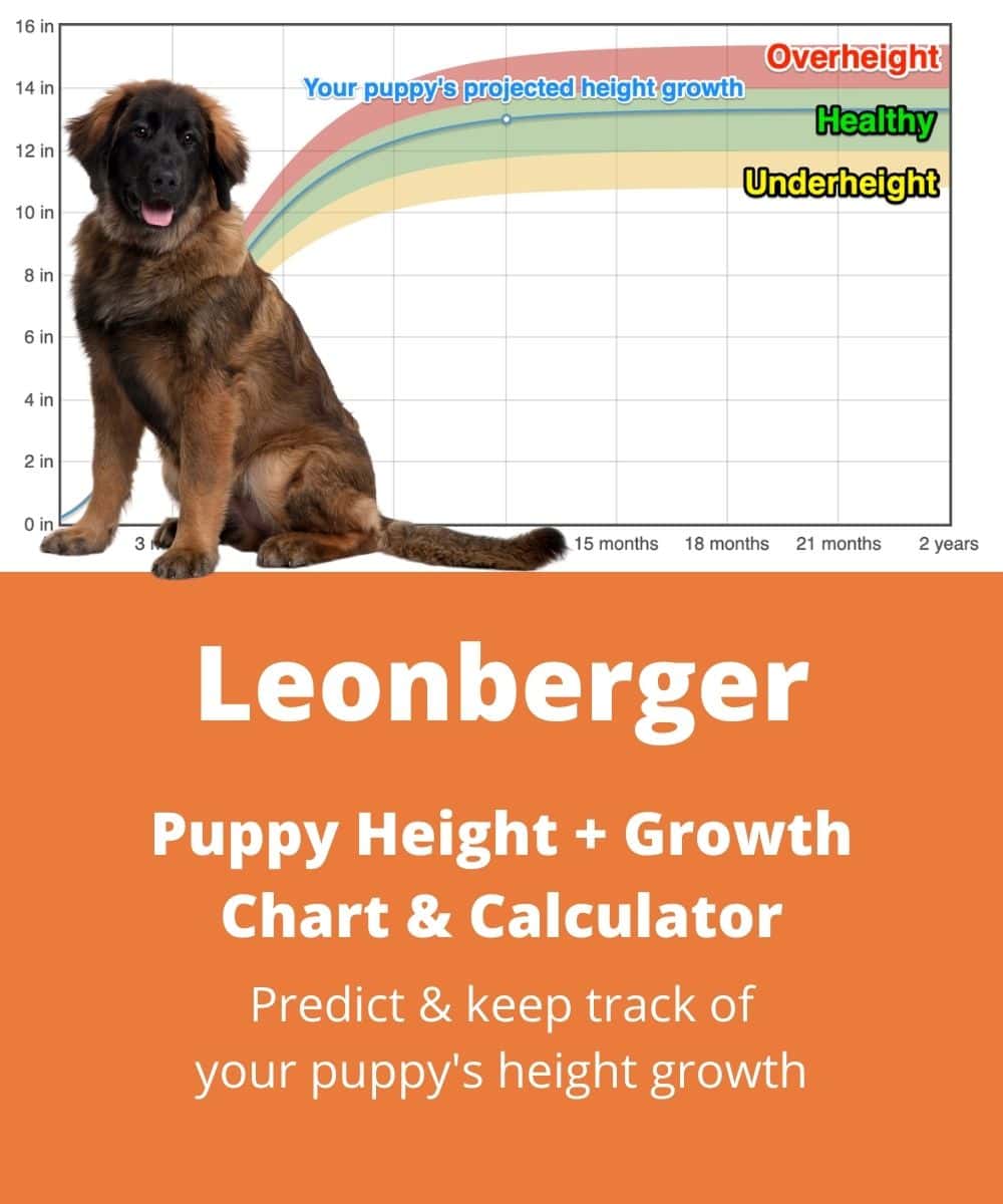 leonberger Puppy height Growth Chart leonberger Puppy height Growth Chart