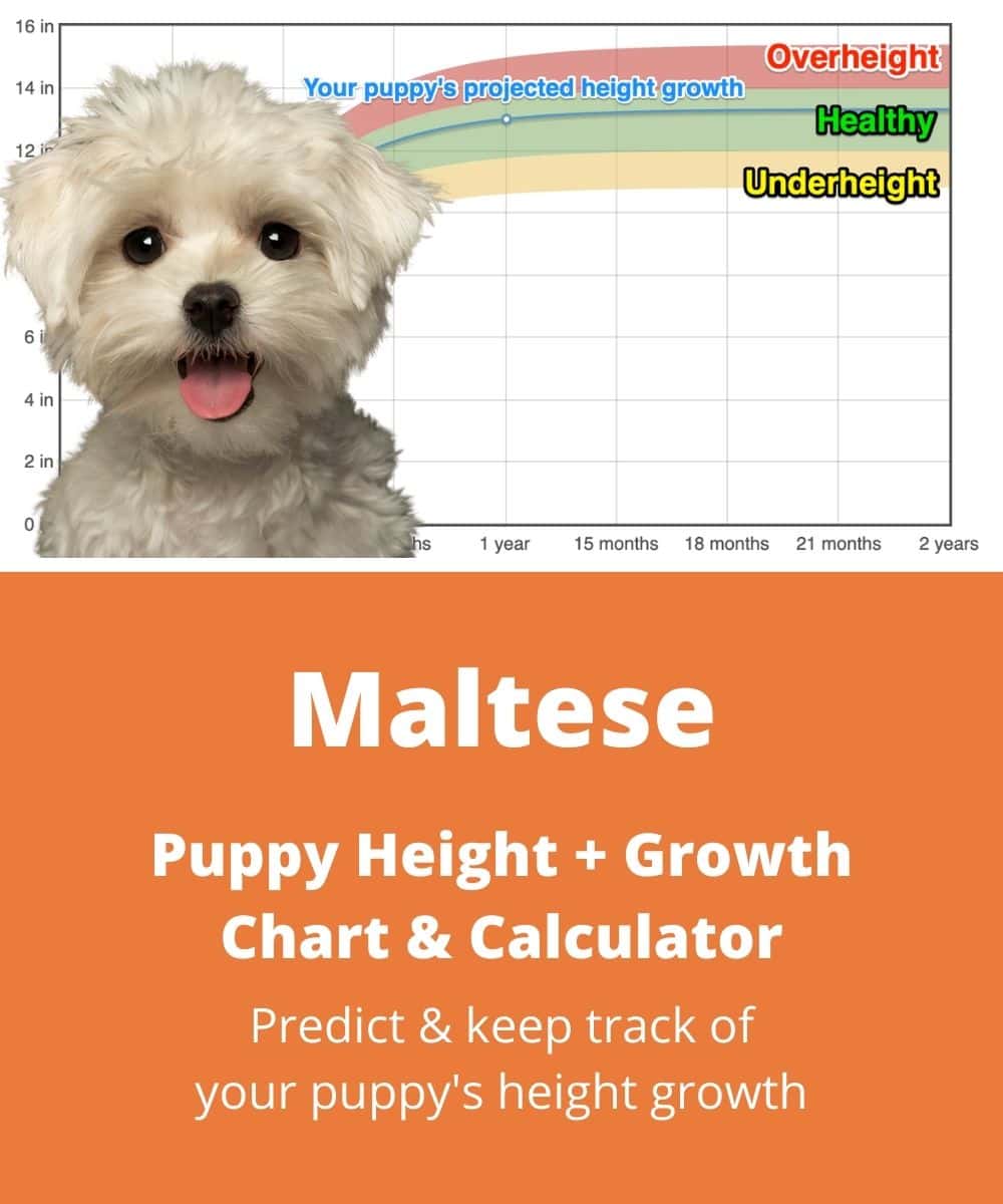maltese Puppy height Growth Chart