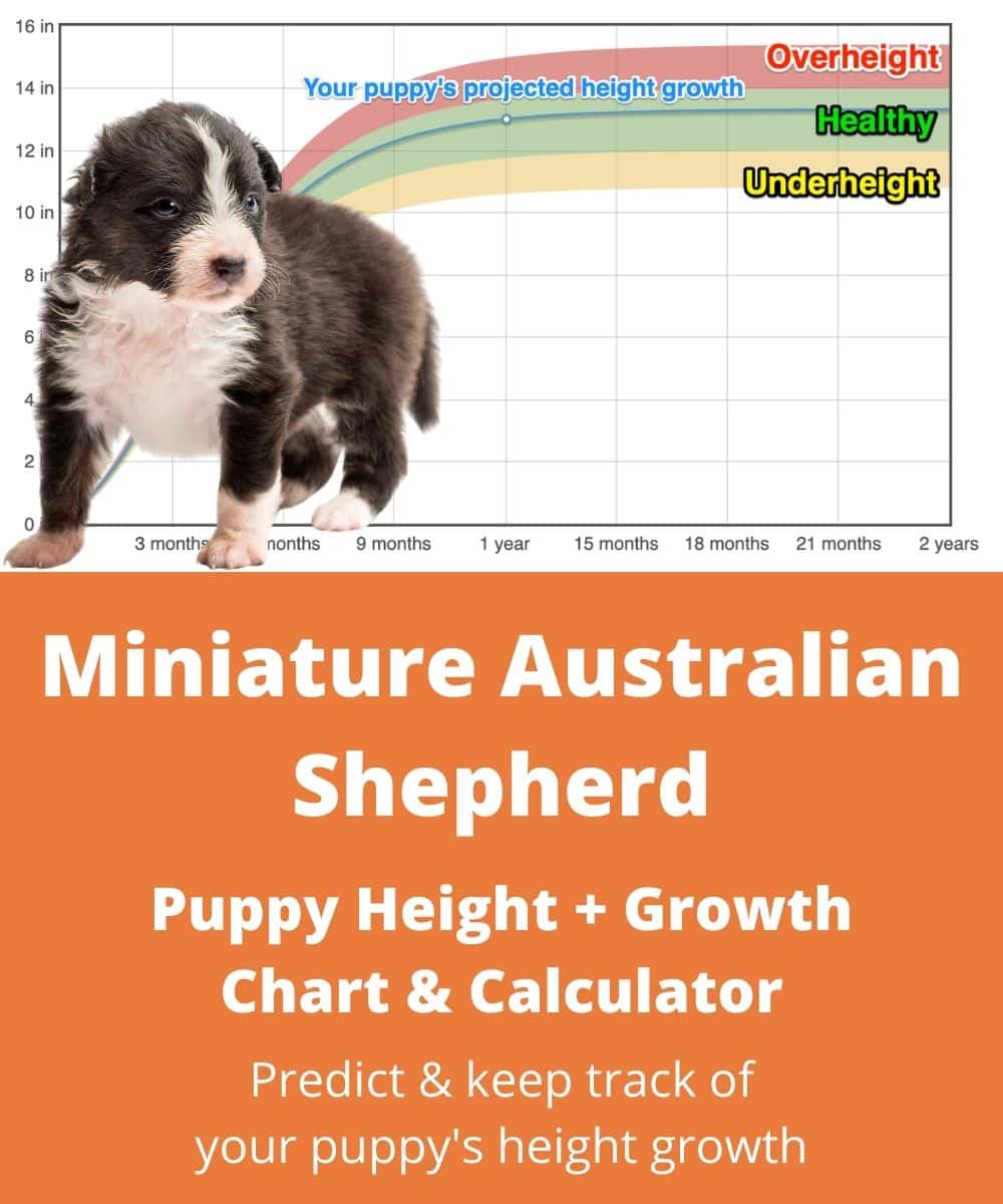Miniature Australian Height+Growth Chart - How Tall Will My Australian Shepherd | Goody Pet