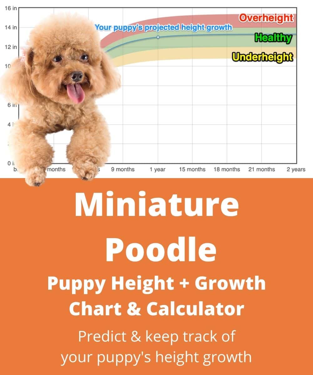 how tall is a miniature poodle