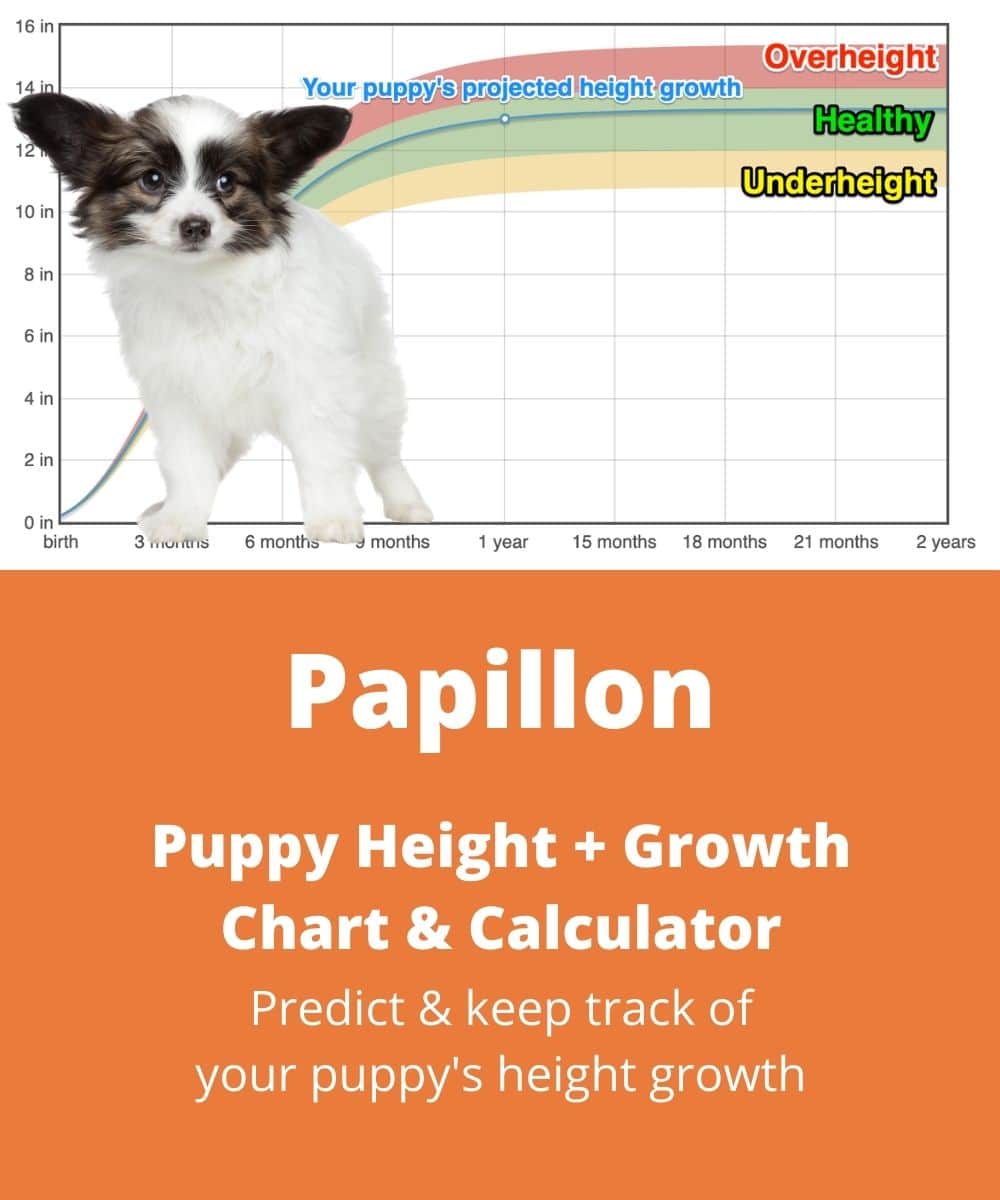 a-oreilles-droites Puppy height Growth Chart a-oreilles-droites Puppy height Growth Chart