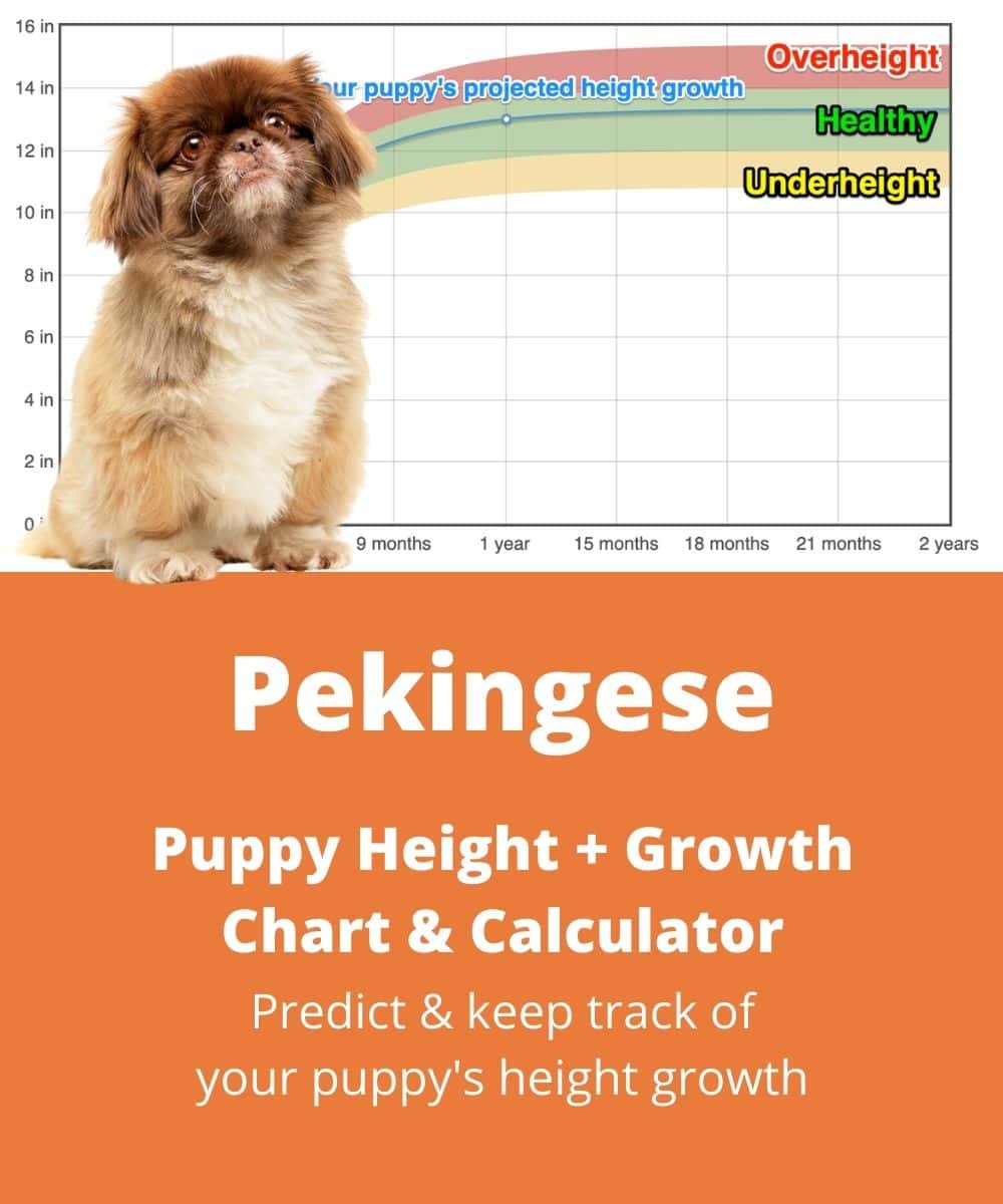 pekingese Puppy height Growth Chart pekingese Puppy height Growth Chart