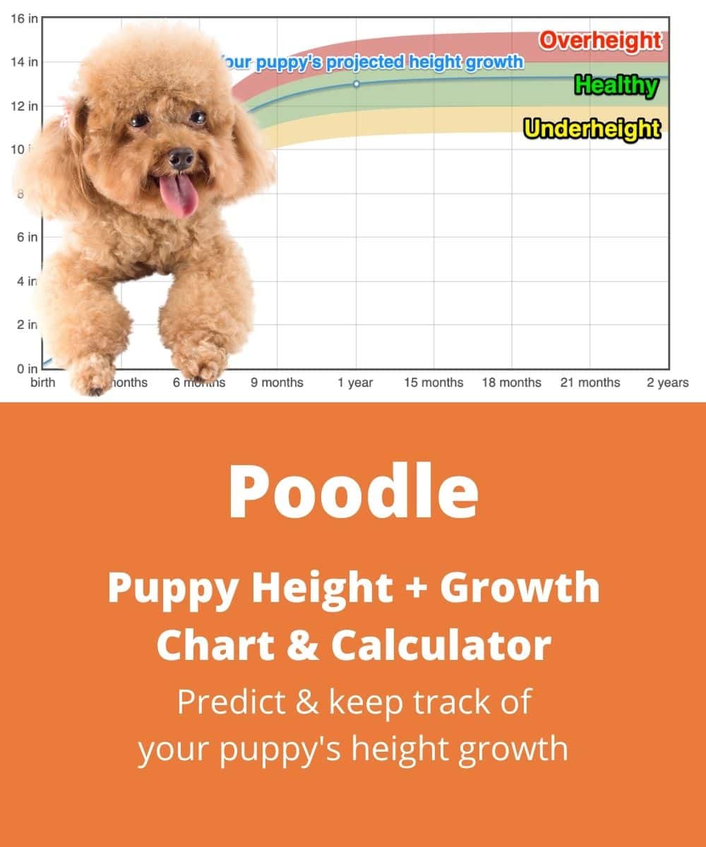 standard-poodle Puppy height Growth Chart