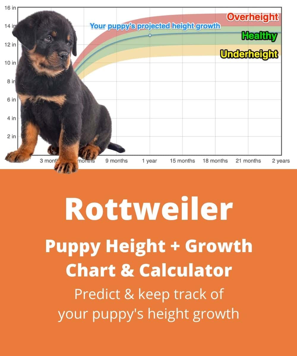 rottweiler Puppy height Growth Chart rottweiler Puppy height Growth Chart